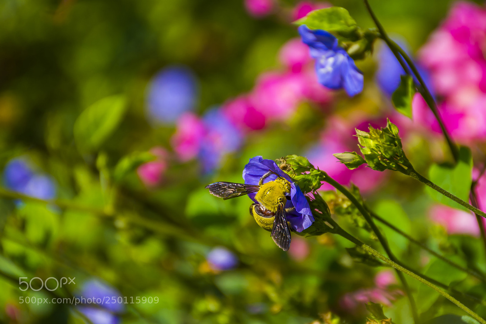 Nikon D7100 sample photo. Honey bee photography