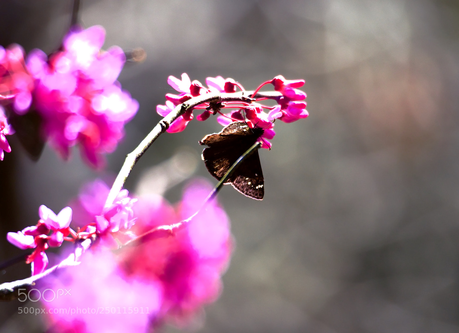 Olympus OM-D E-M1 Mark II sample photo. Fleeting impression photography