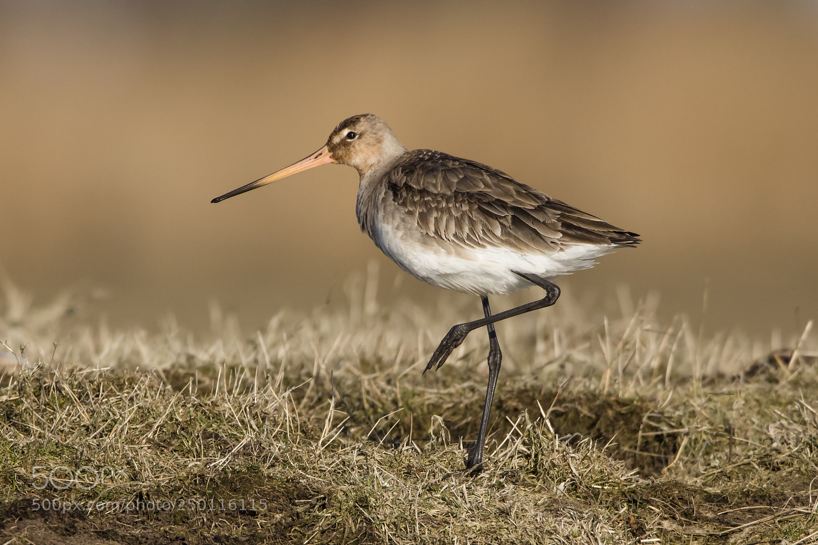 Canon EOS 5DS R sample photo. Godwit photography