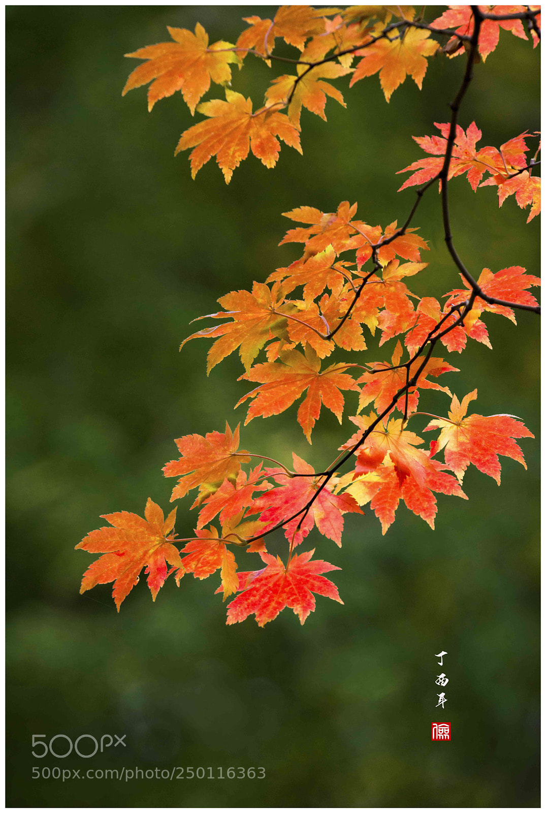Nikon D800 sample photo. Untitled photography