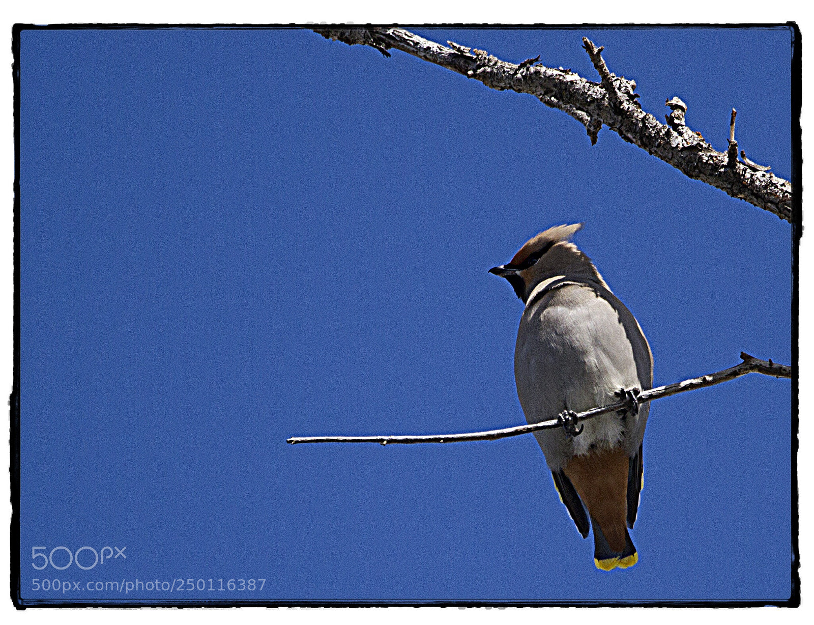 Canon EOS 7D sample photo. Bohemian waxwing. photography