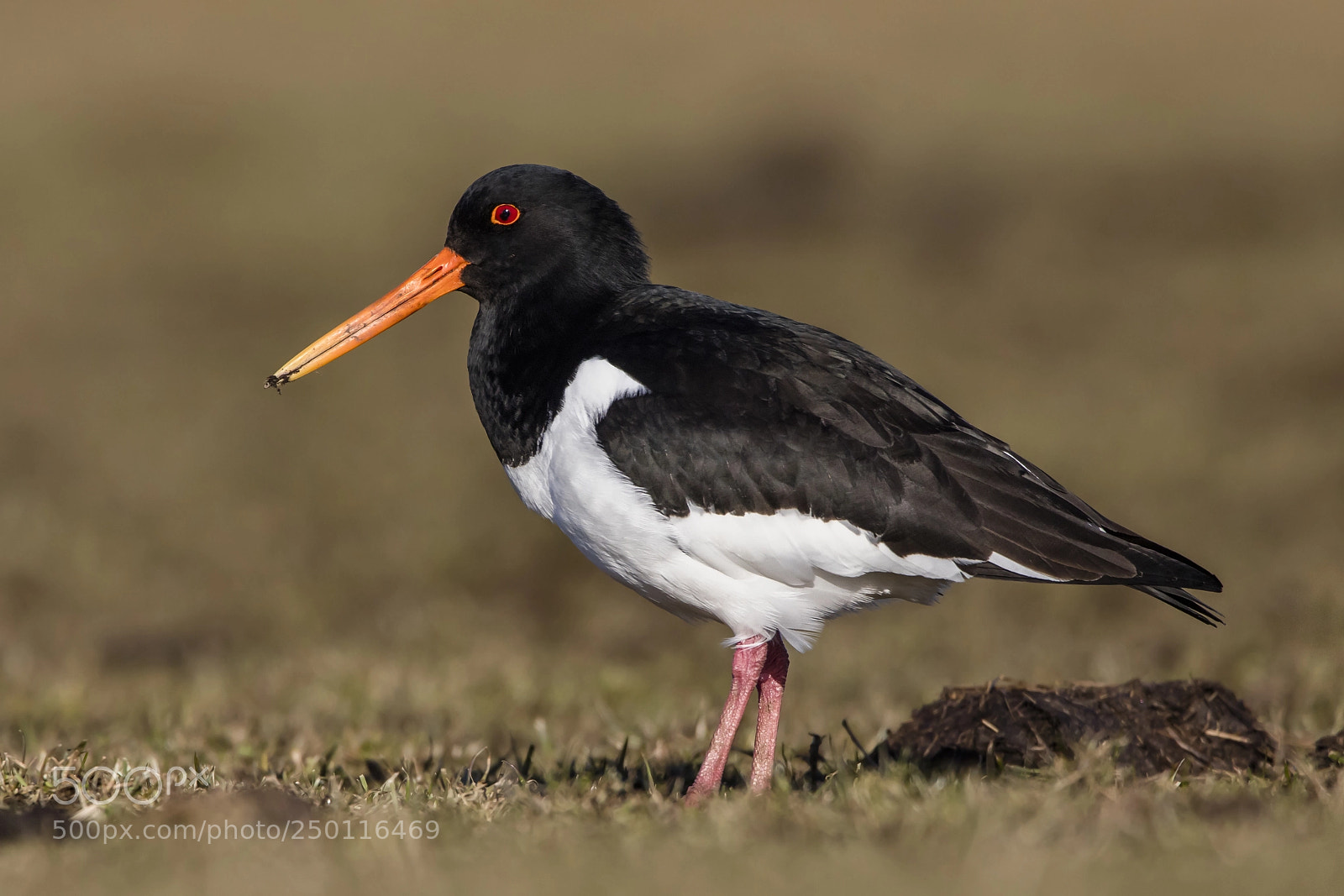 Canon EOS 5DS R sample photo. Oyster catcher photography