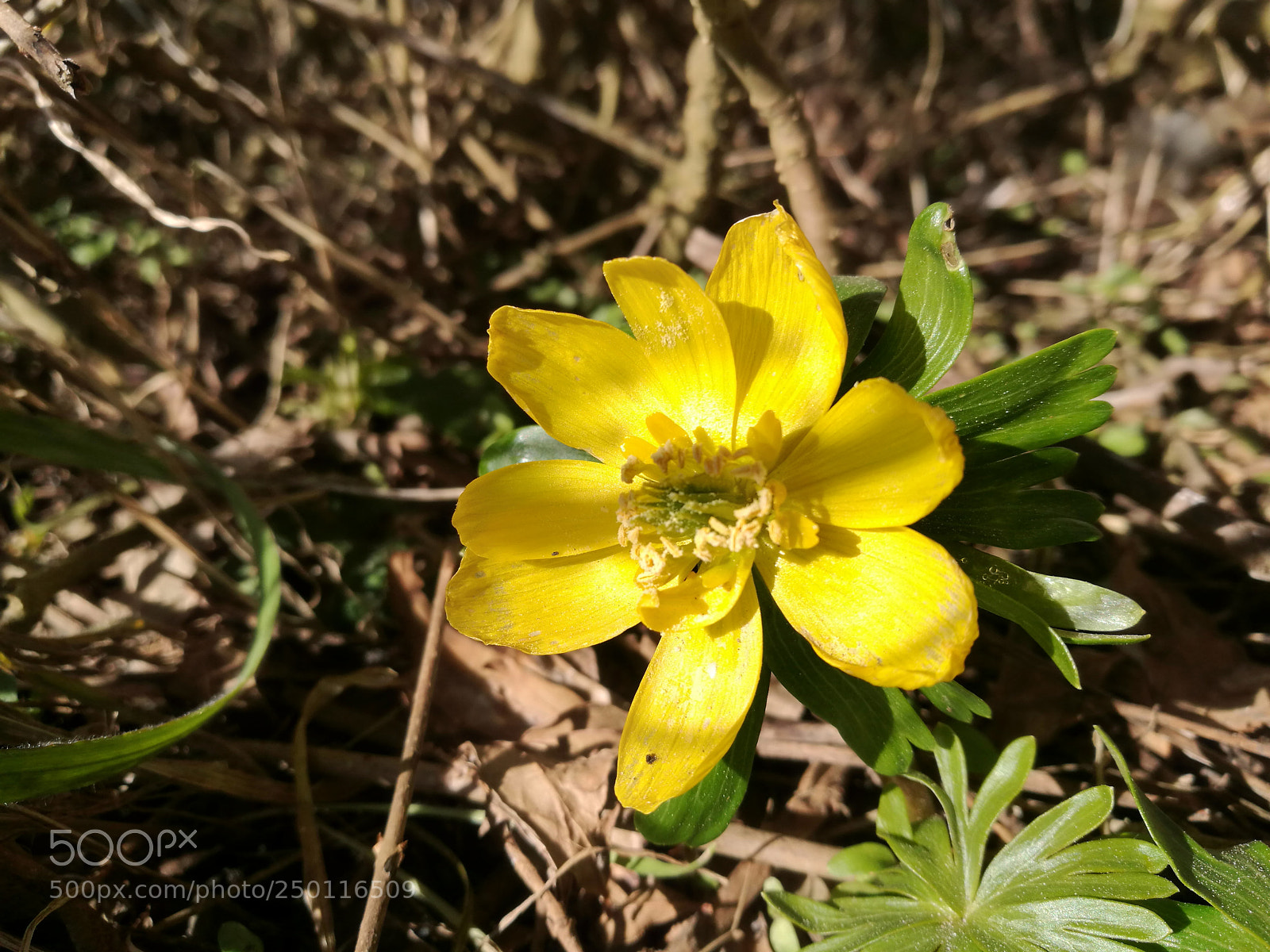 HUAWEI P9 sample photo. Untitled photography