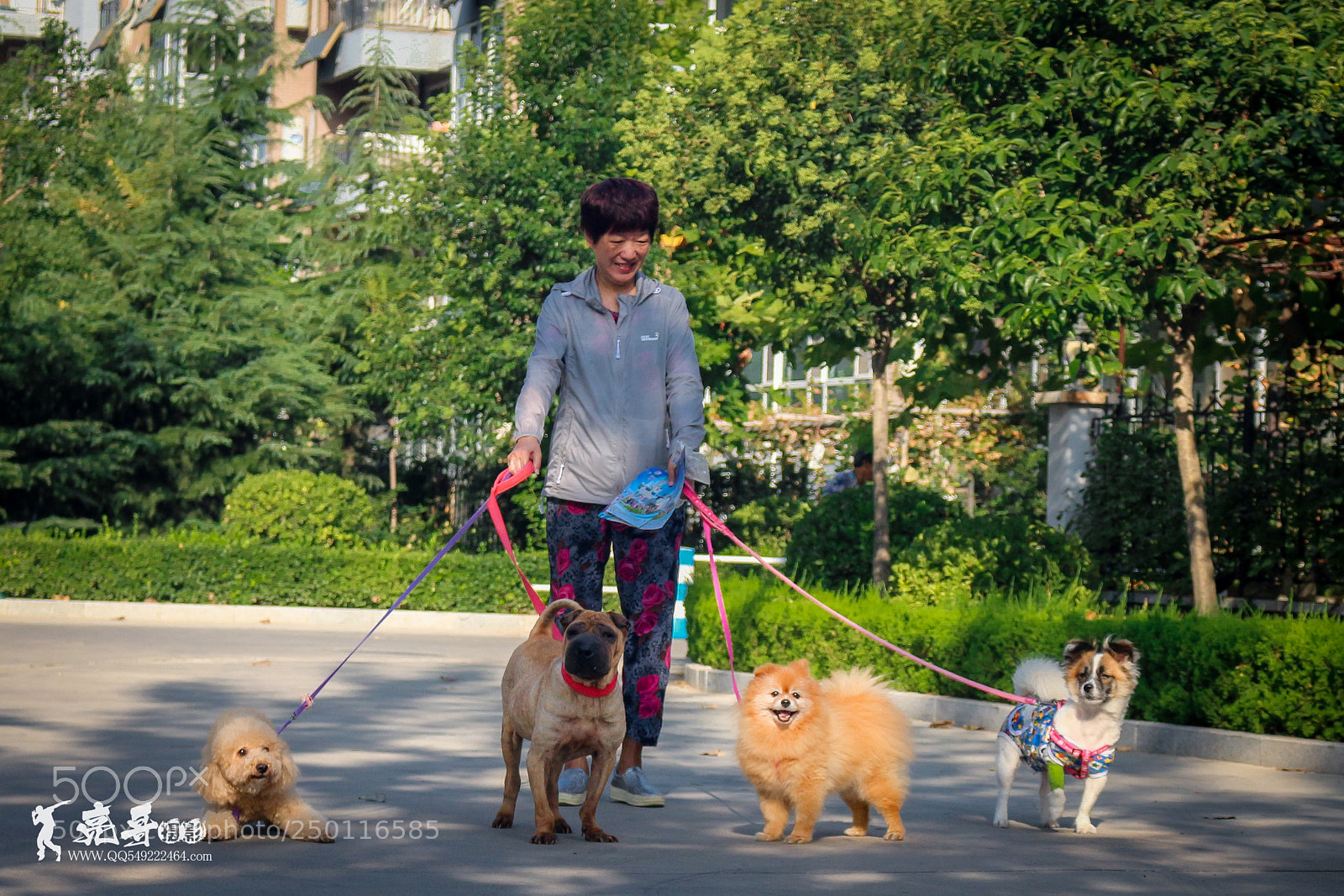 Canon EOS 700D (EOS Rebel T5i / EOS Kiss X7i) sample photo. 犬 人类的好伙伴 photography