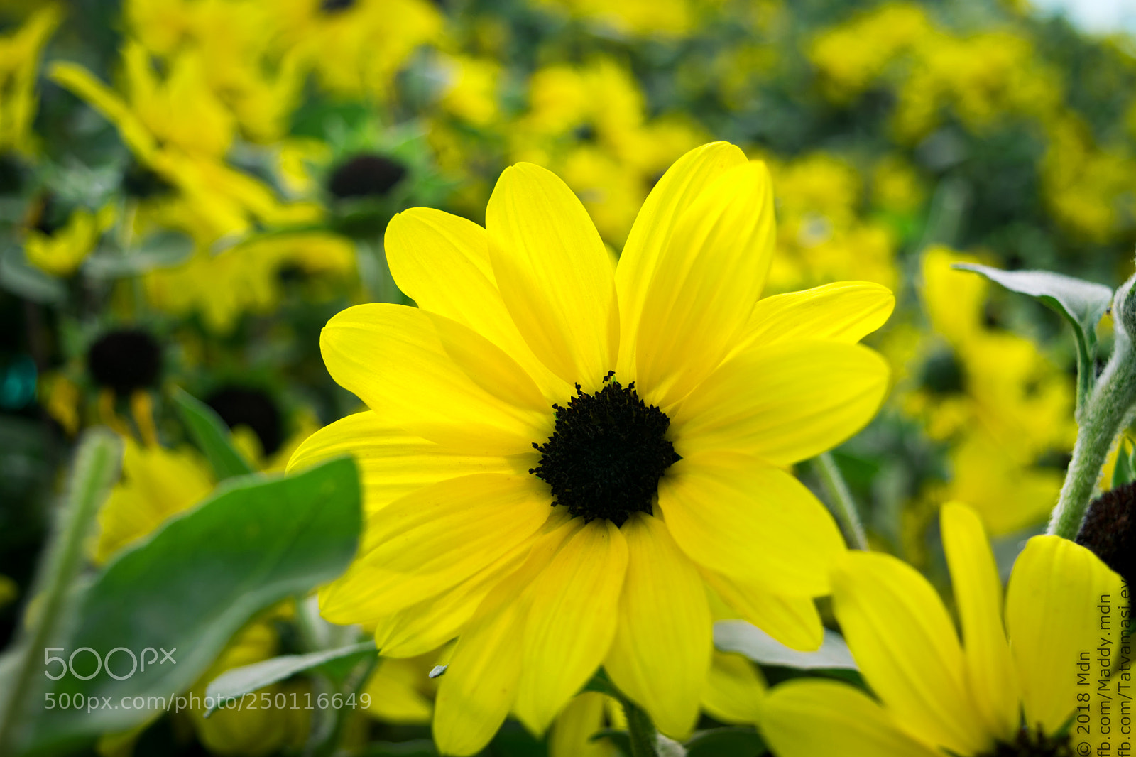Nikon D3300 sample photo. Smooth oxeye photography
