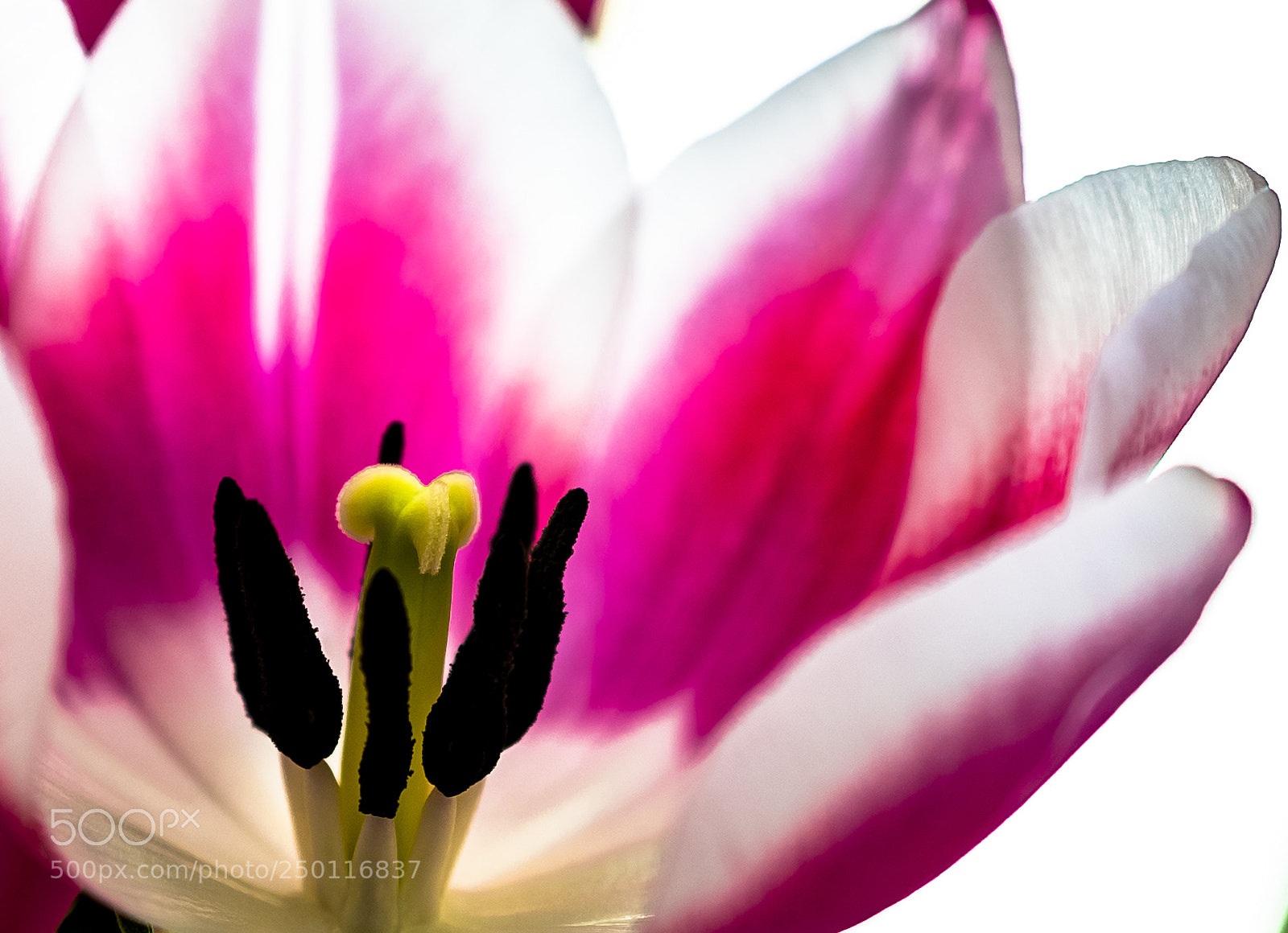Sony a7R III sample photo. Tulip photography