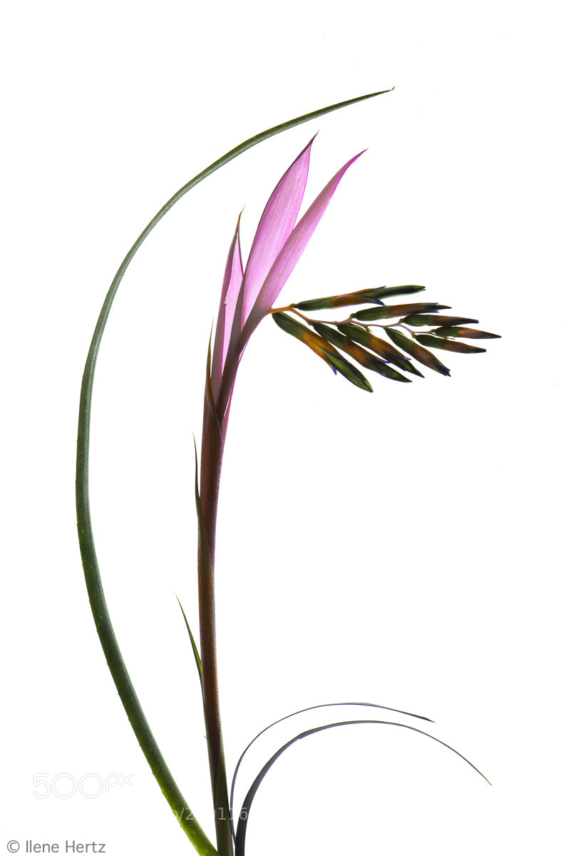 Nikon D800 sample photo. Billbergia photography