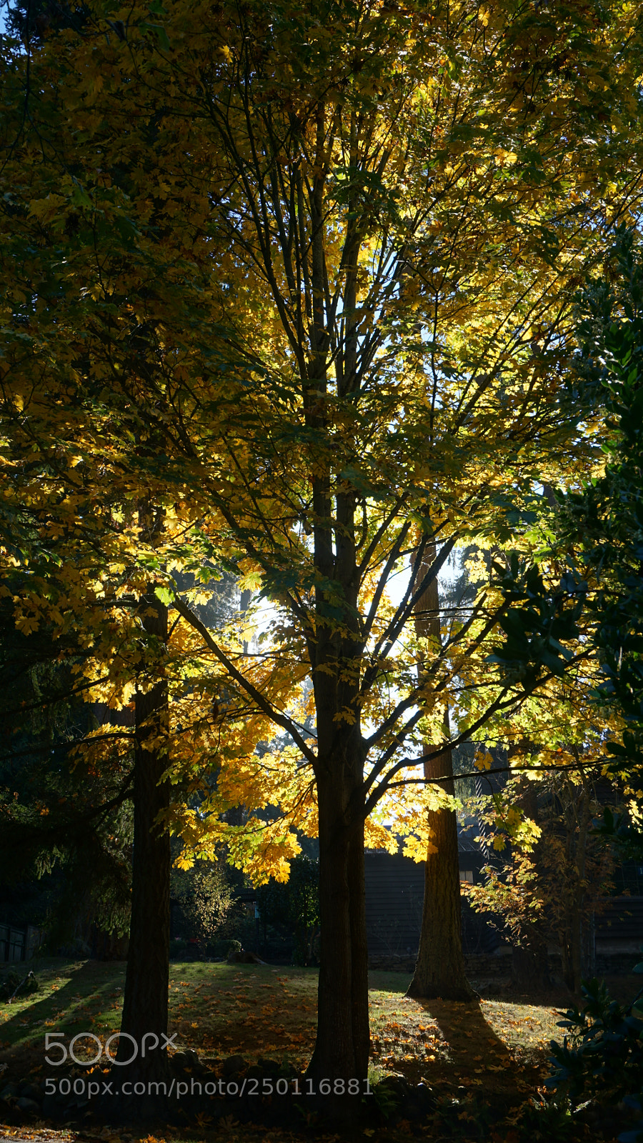 Sony a6000 sample photo. Soft glow photography