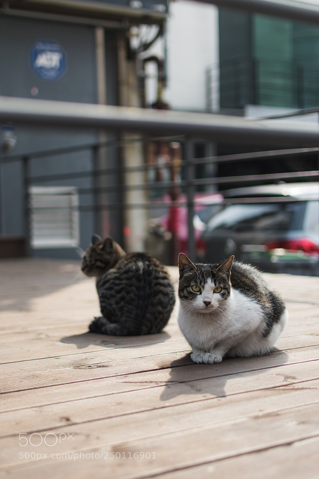 Nikon D5600 sample photo. Cat resting on street photography