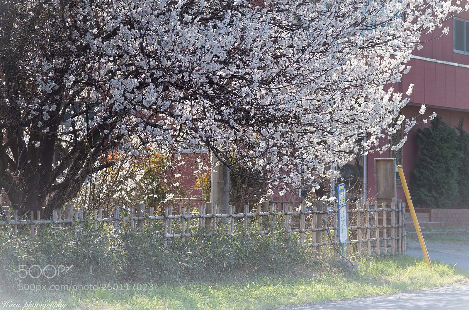 Pentax K-50 sample photo. だいすきな季節 photography