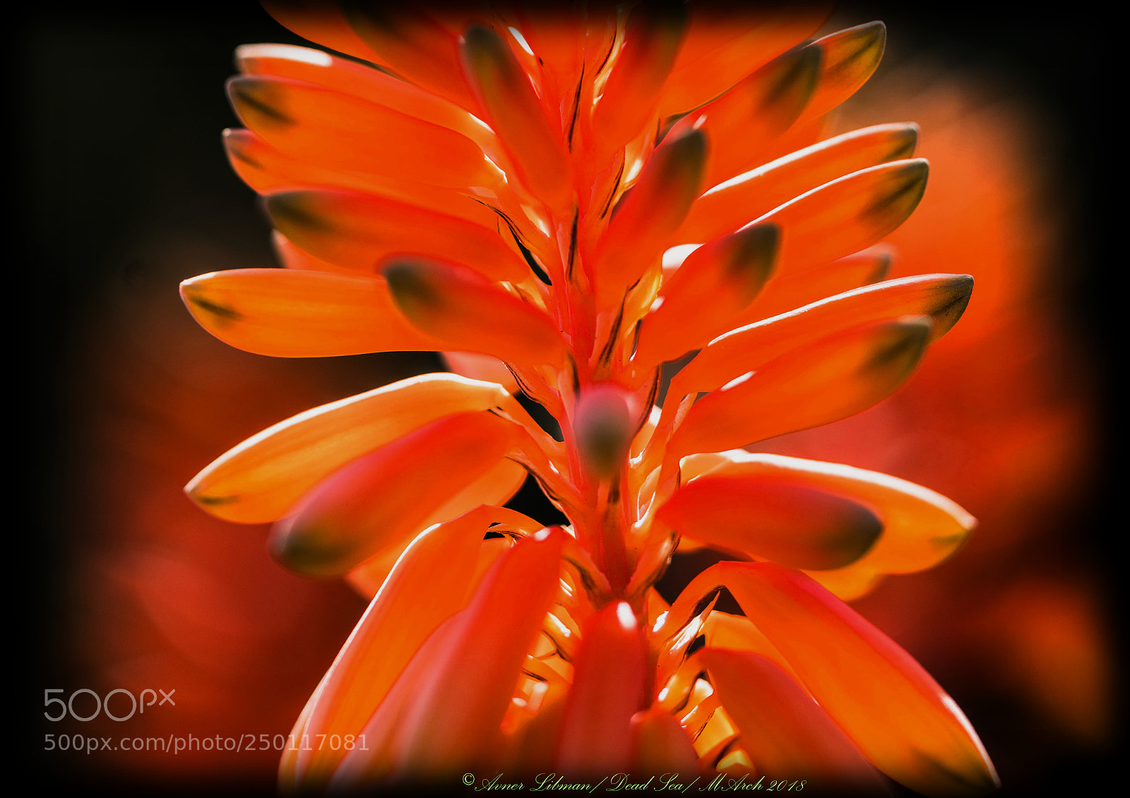Sony a7R II sample photo. Macro photography