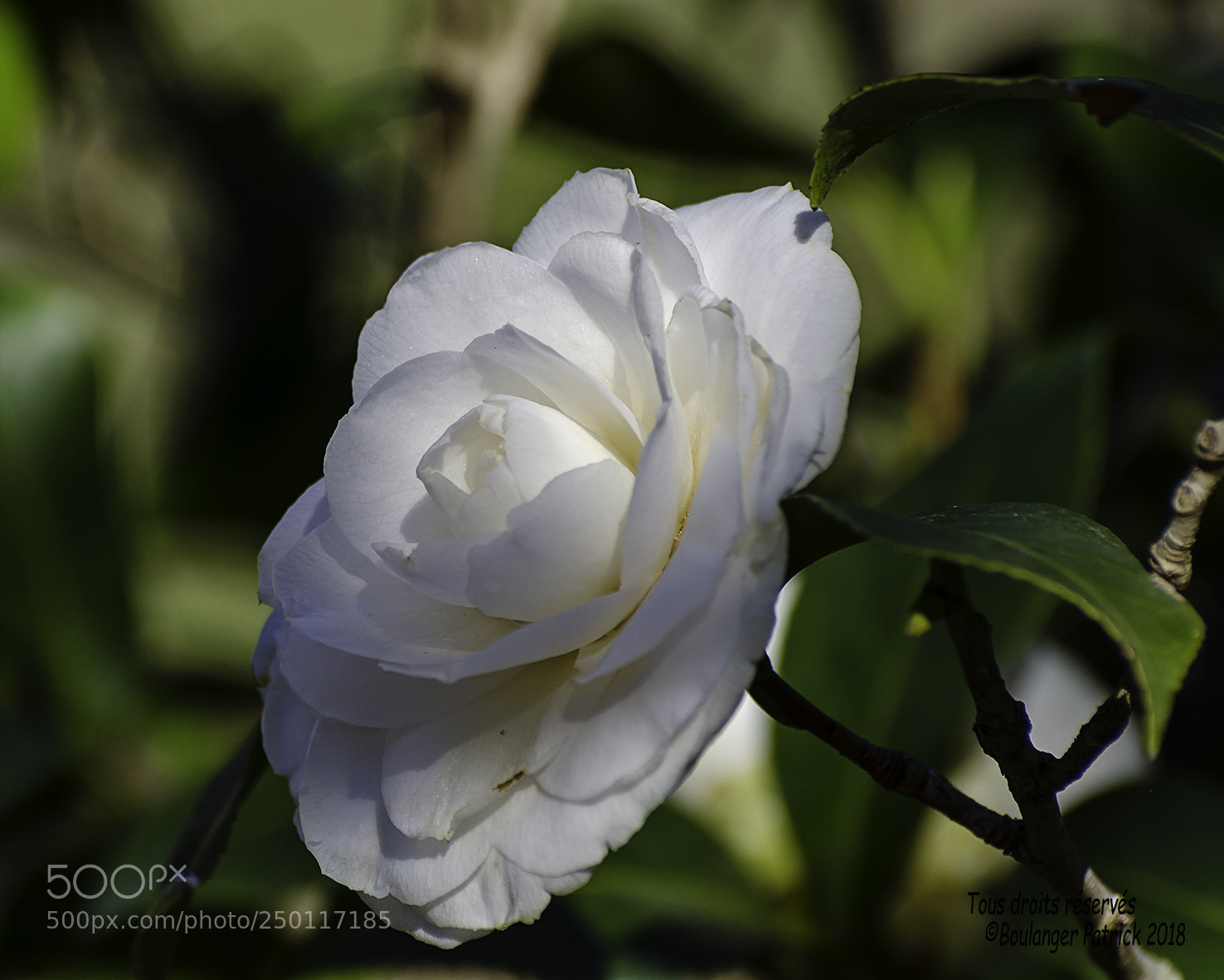 Nikon D7000 sample photo. Fleur photography