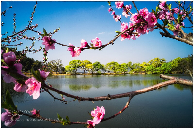 Fujifilm X-T1 sample photo. The peach-flowering season photography