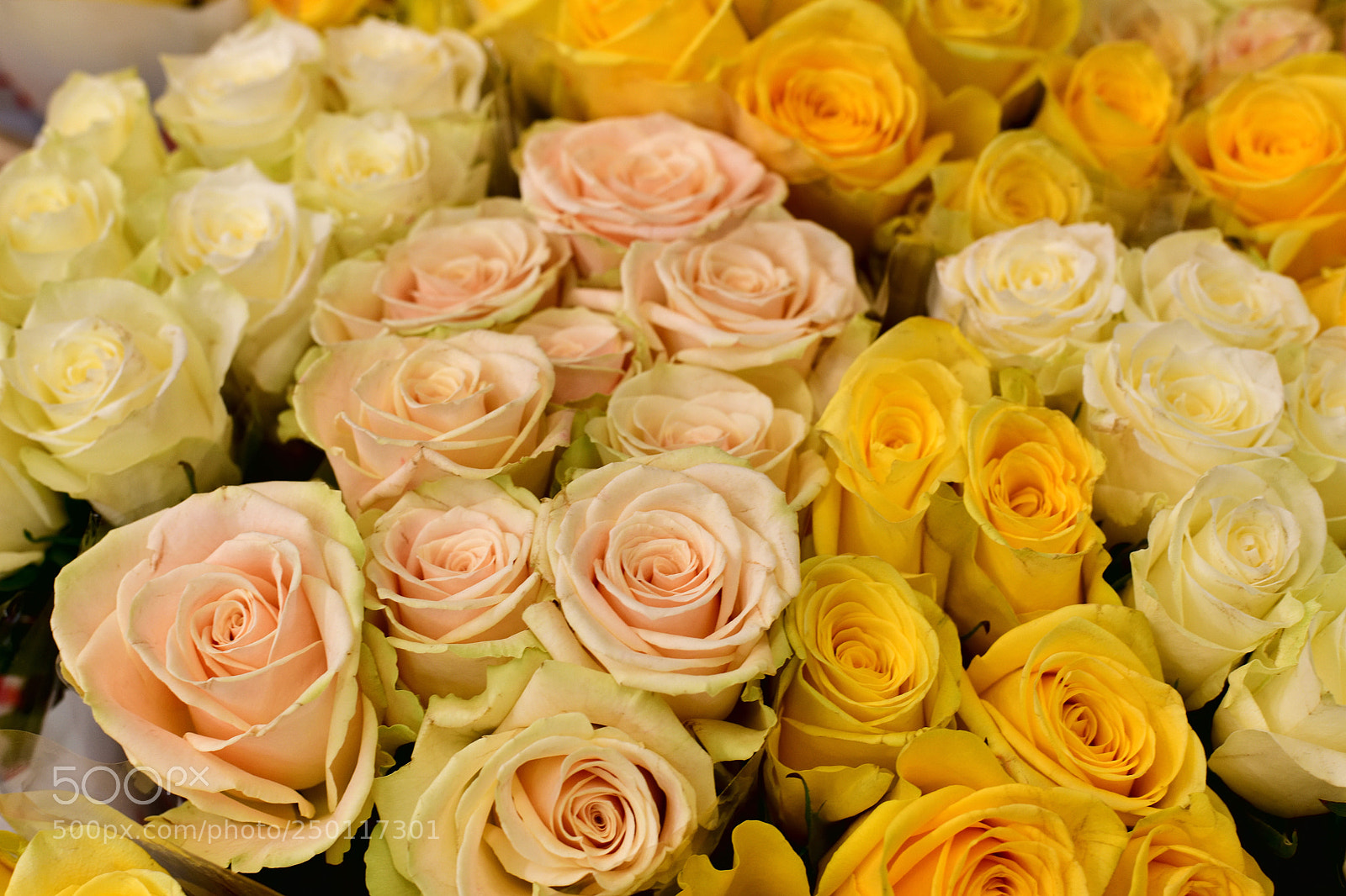 Nikon D850 sample photo. Many yellow and pink photography