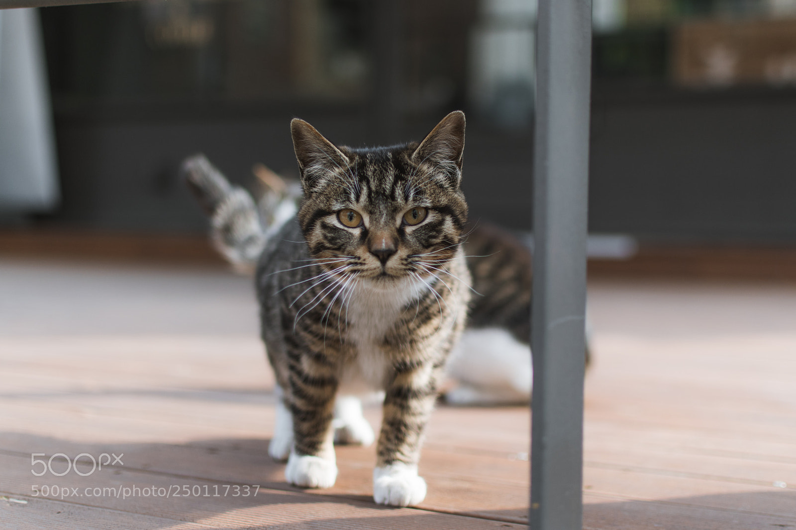 Nikon D5600 sample photo. Curious cat walking photography