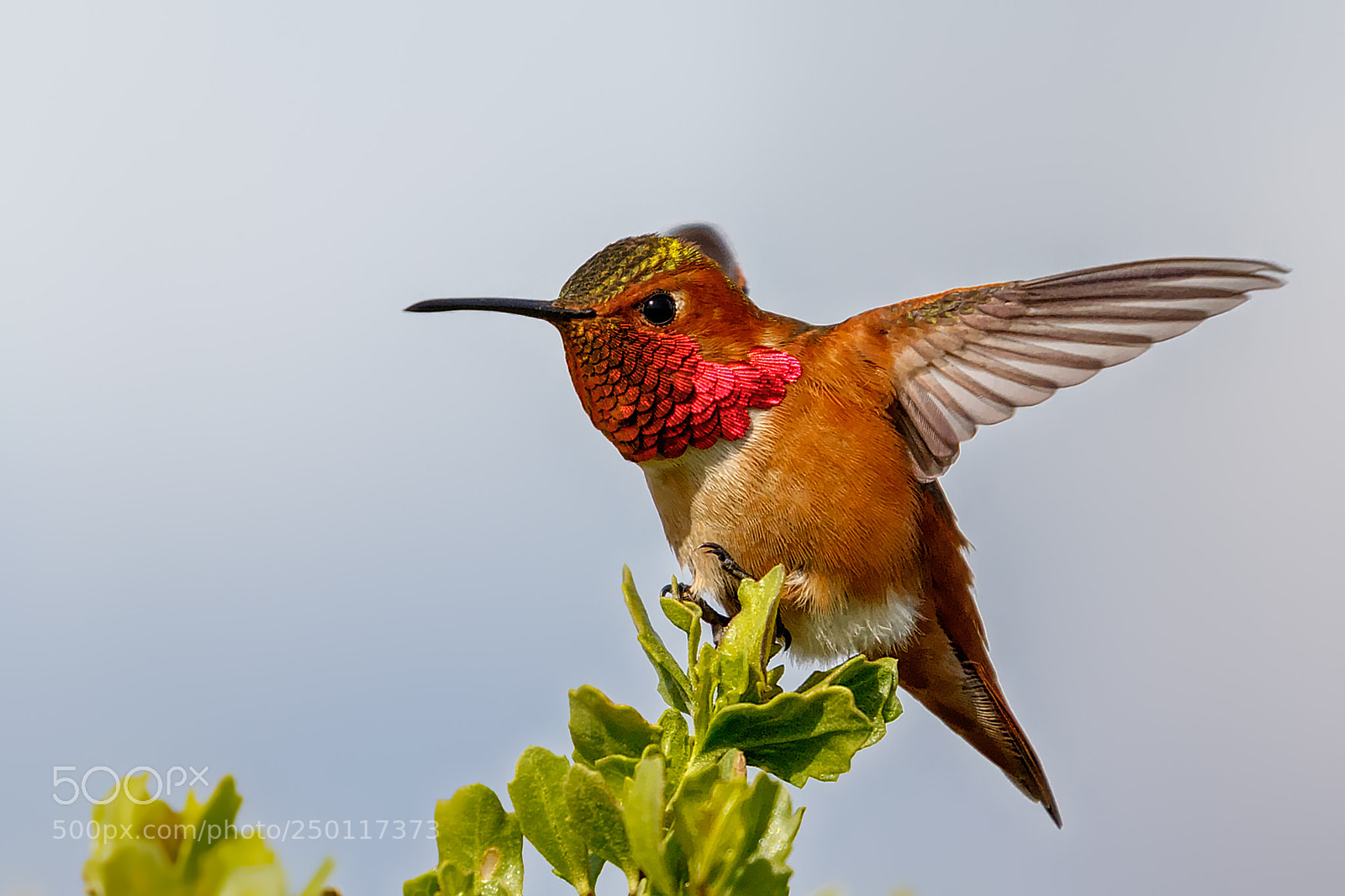 Canon EOS 7D Mark II sample photo. Hummer landing photography