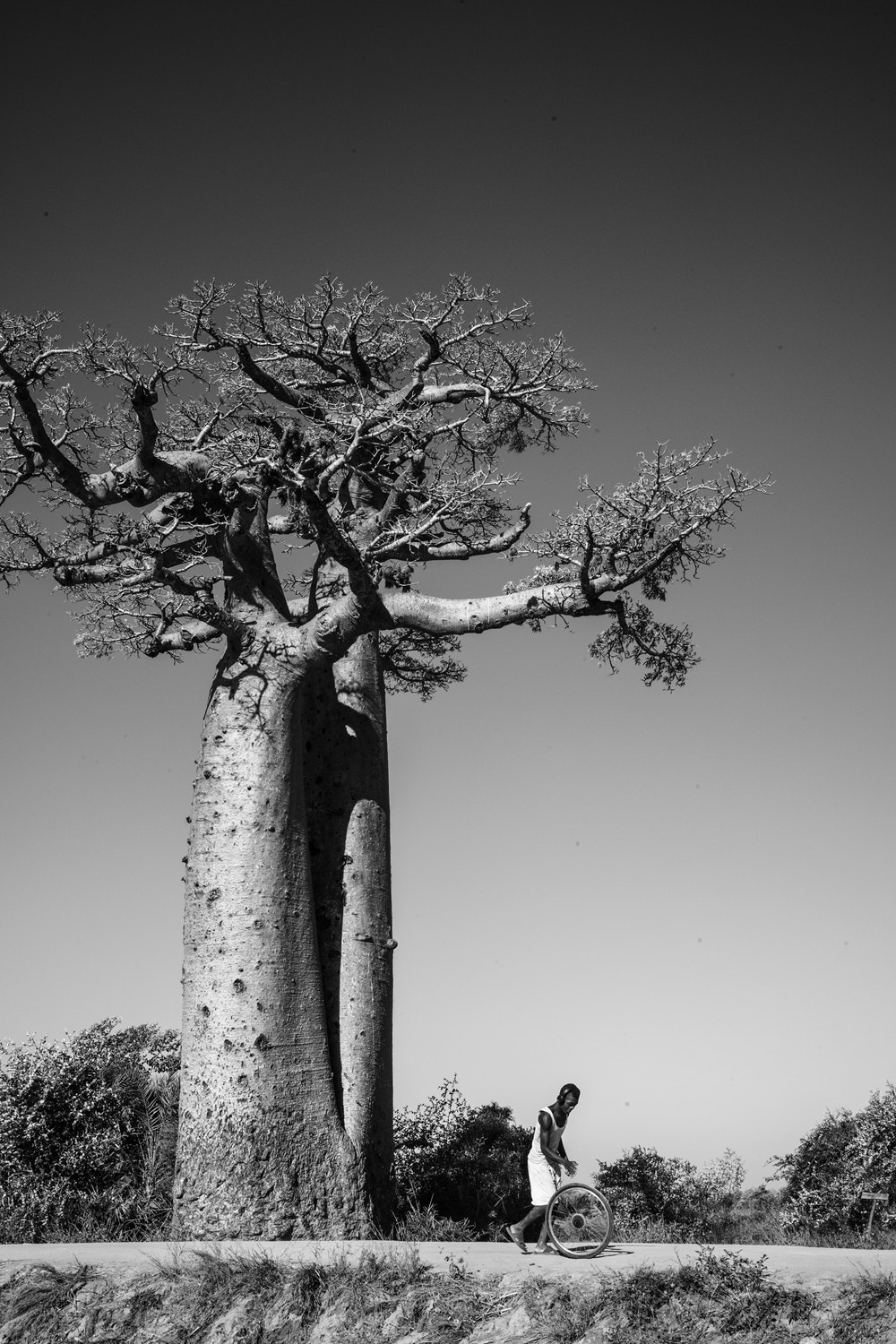 Leica M Monochrom (Typ 246) sample photo. 面包树 photography