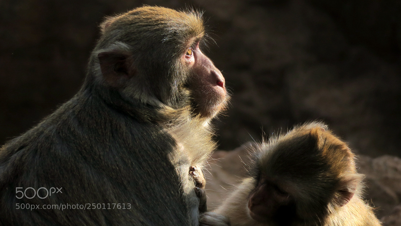 Canon PowerShot G3 X sample photo. Macaque photography