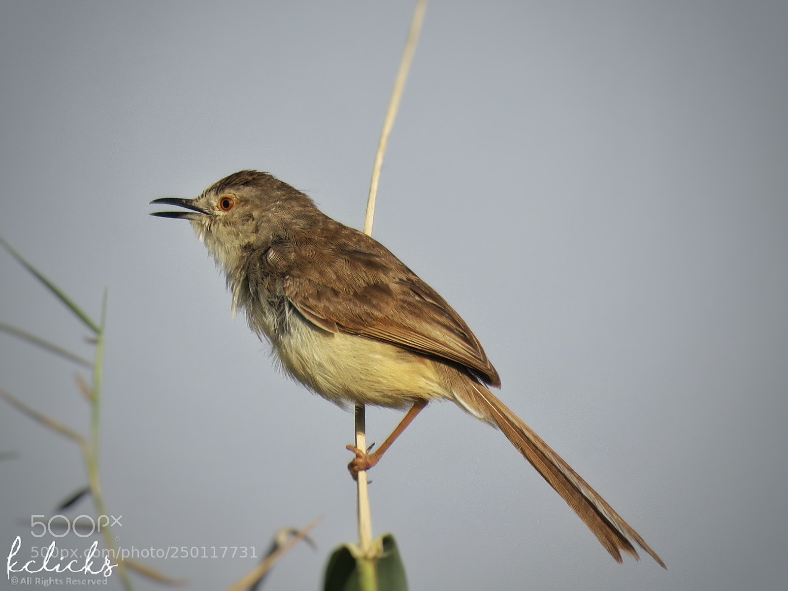Canon PowerShot SX60 HS sample photo. Plain prinia photography