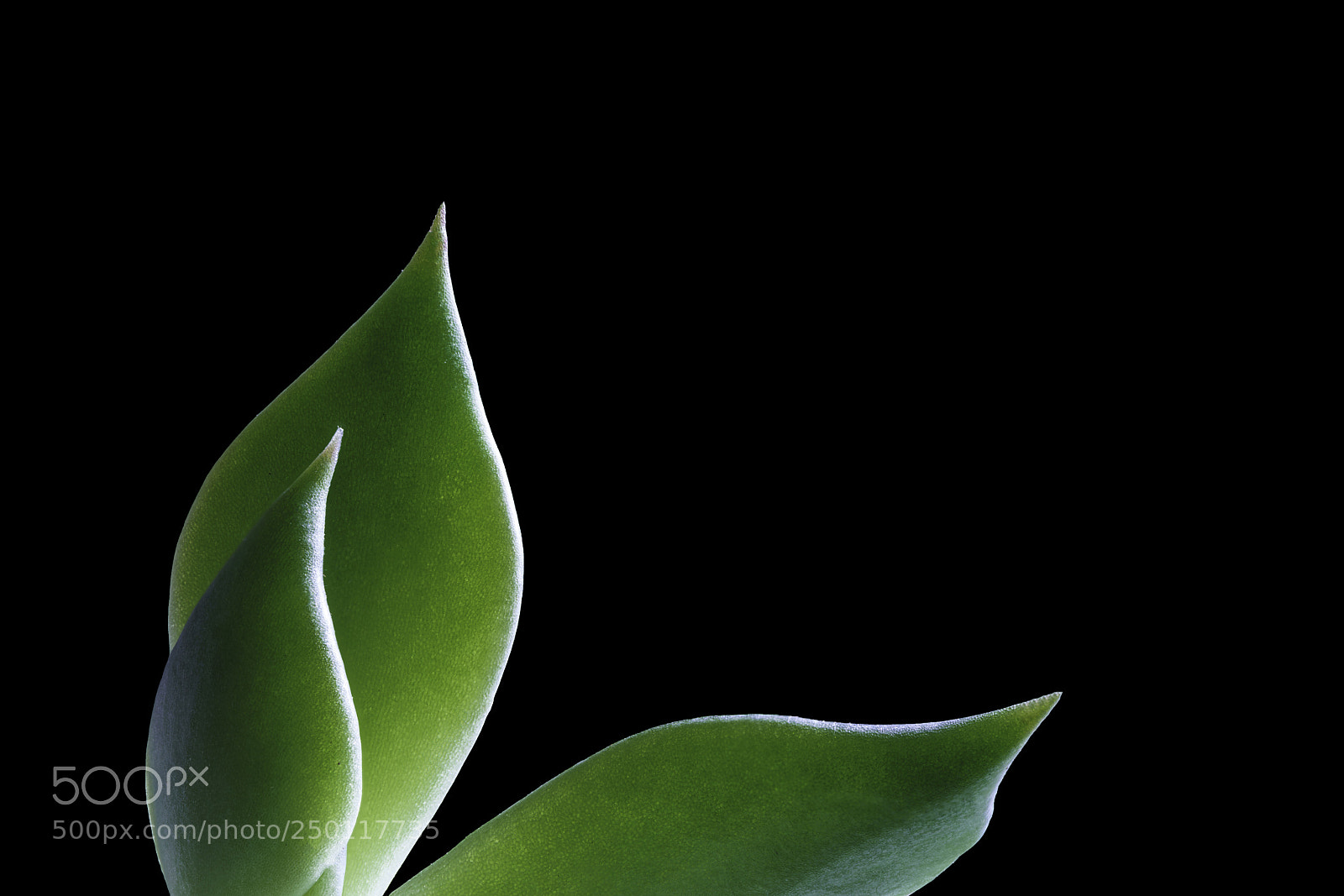 Sony a7R II sample photo. Succulent backlit photography