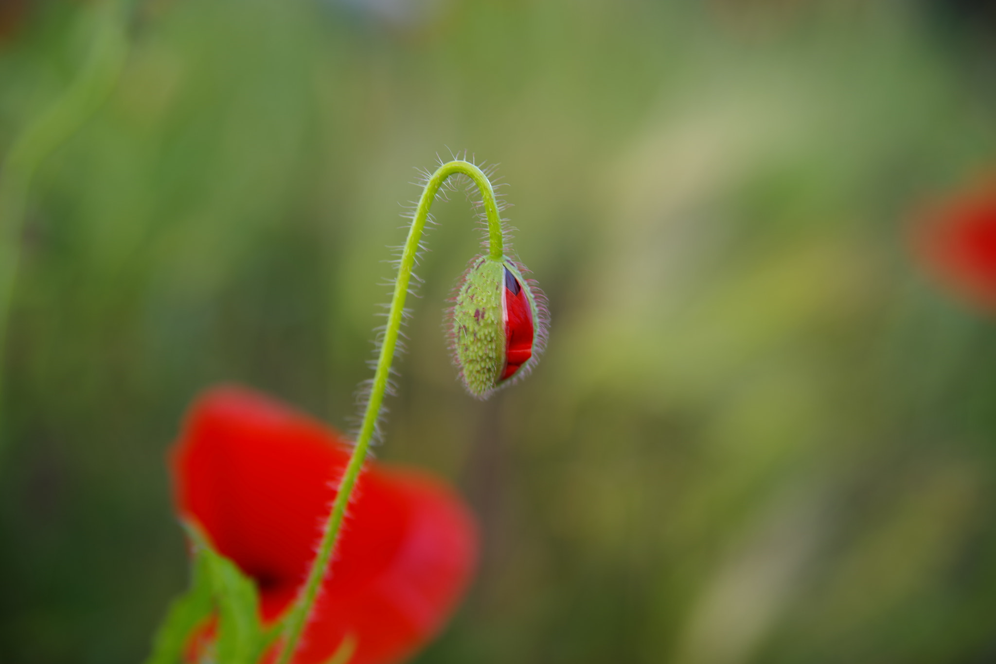 Pentax K-1 sample photo. Vlčí mák photography