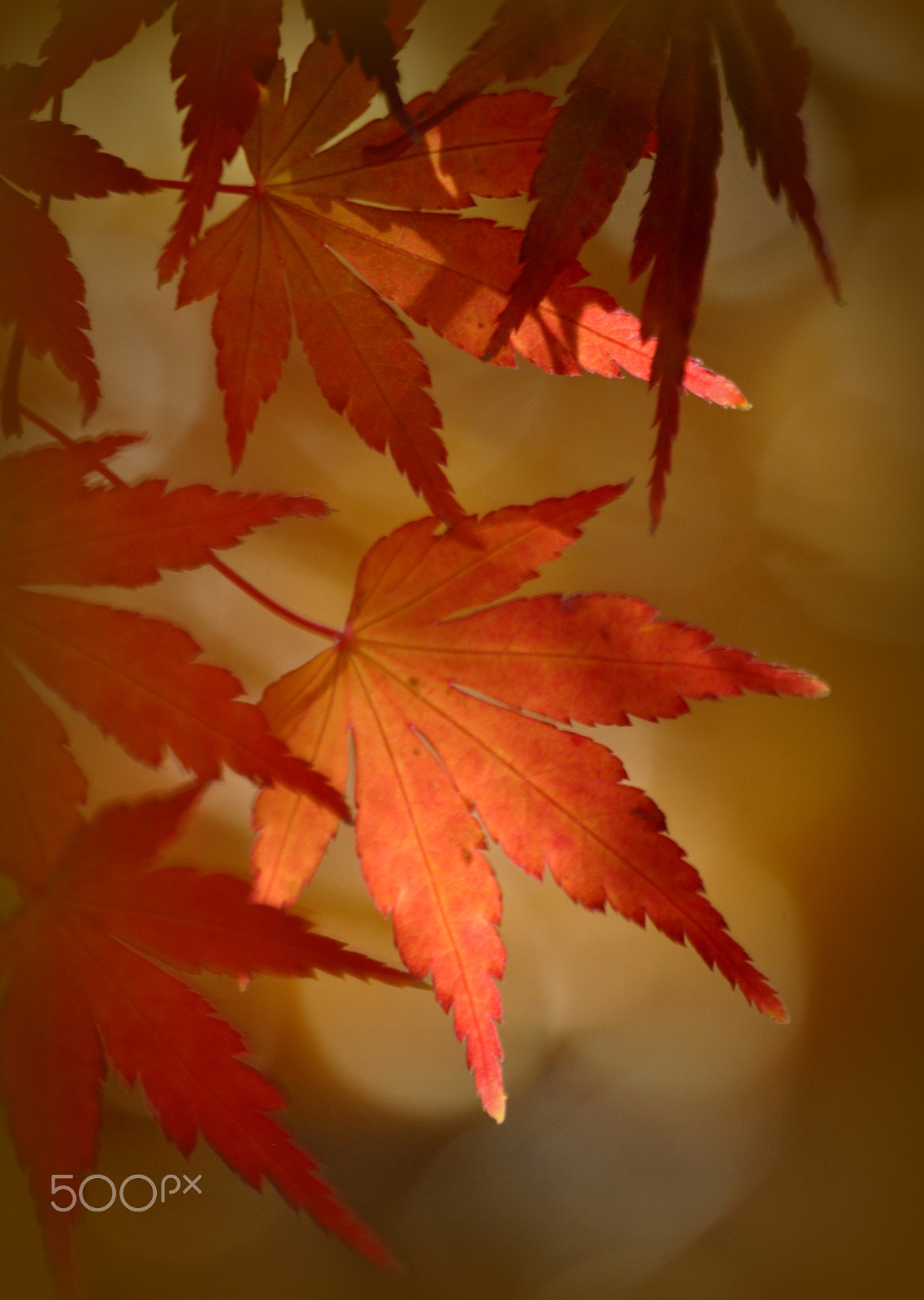Nikon D3000 sample photo. Japanese maple acer palmatum photography