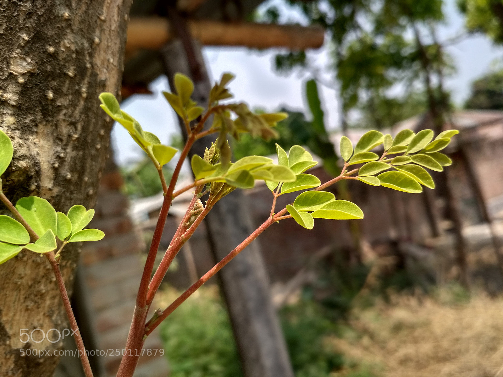 Xiaomi Redmi 4X sample photo. Untitled photography