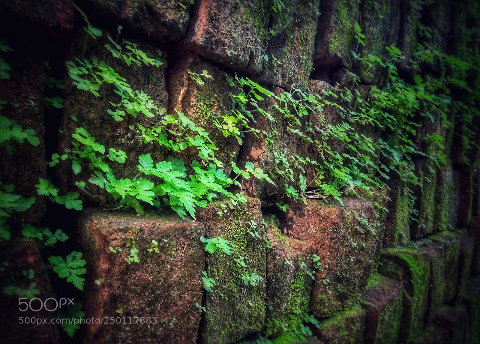 Xiaomi Redmi Note 4 sample photo. Green is love photography