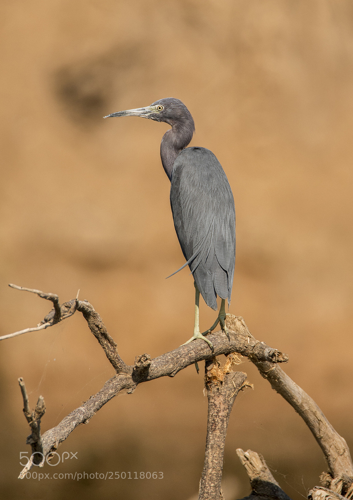 Sony a99 II sample photo. Little blue heron photography
