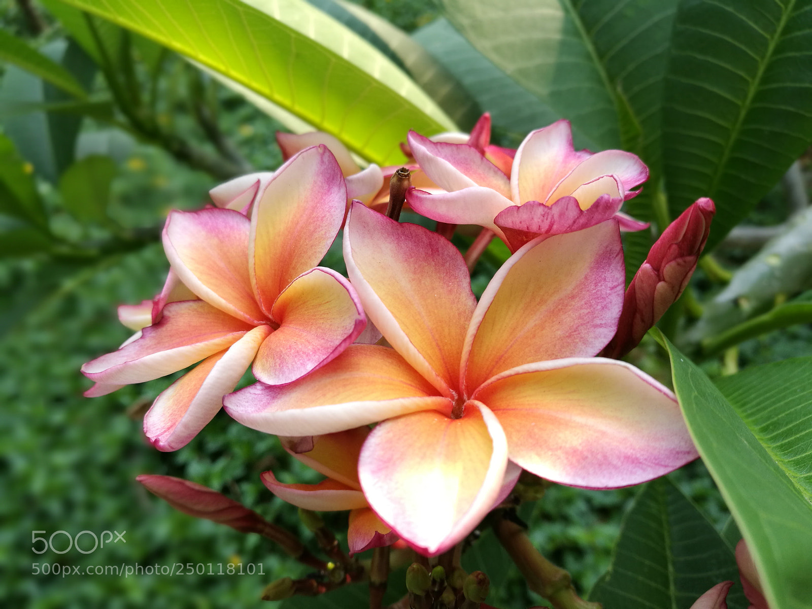 HUAWEI P9 Plus sample photo. Untitled photography