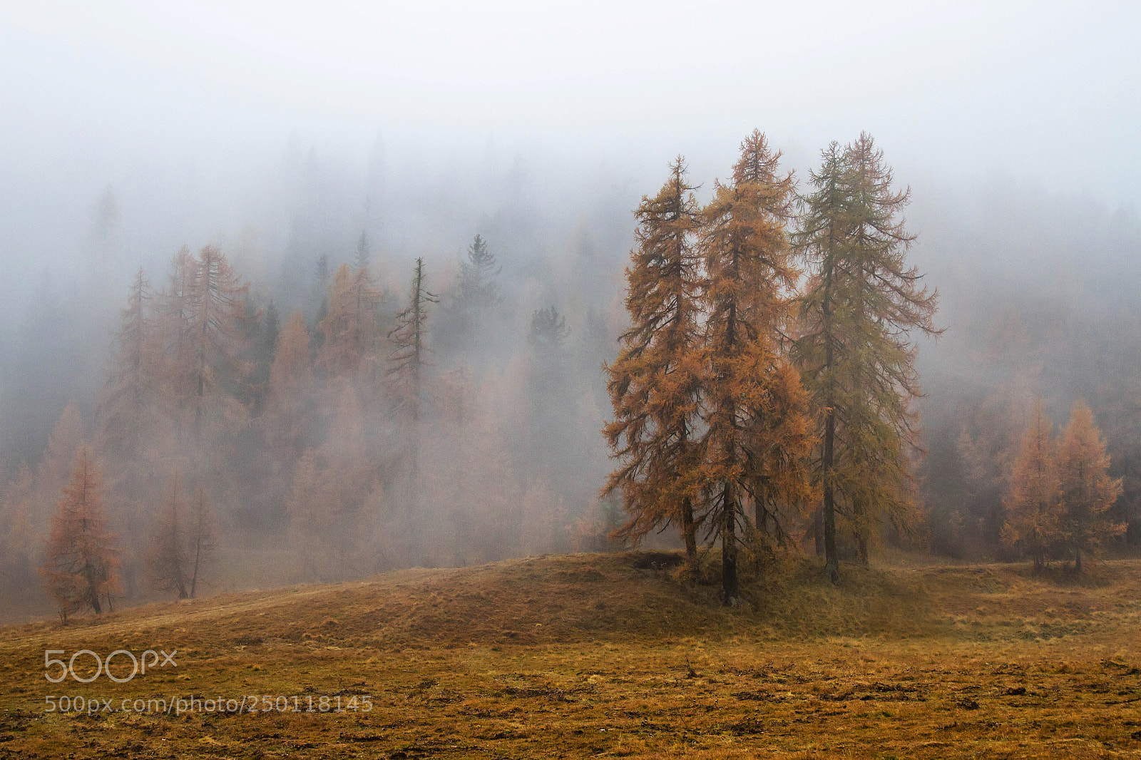 Canon EOS 7D sample photo. Rainy autumn photography