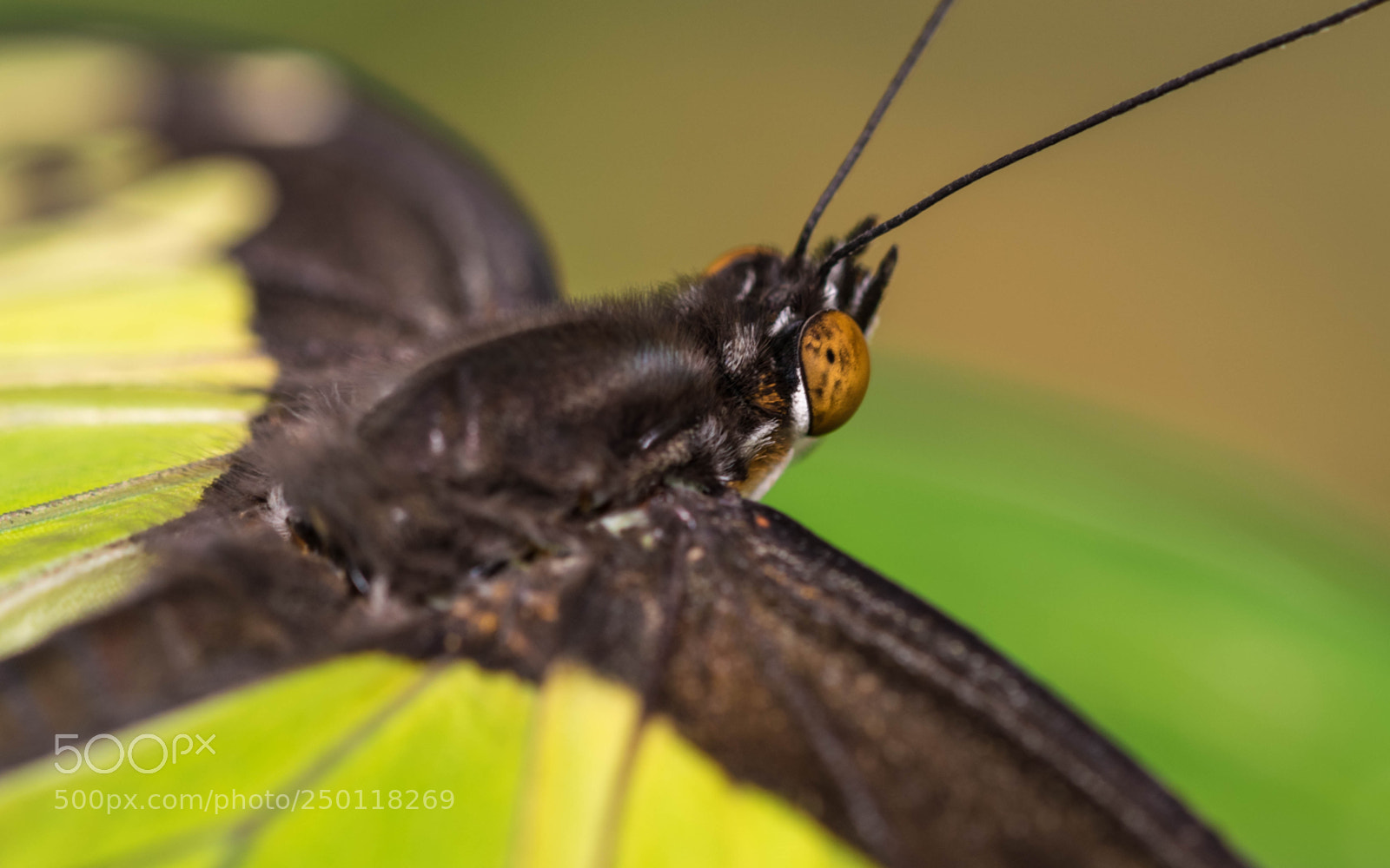 Nikon D5300 sample photo. Malachitfalter photography