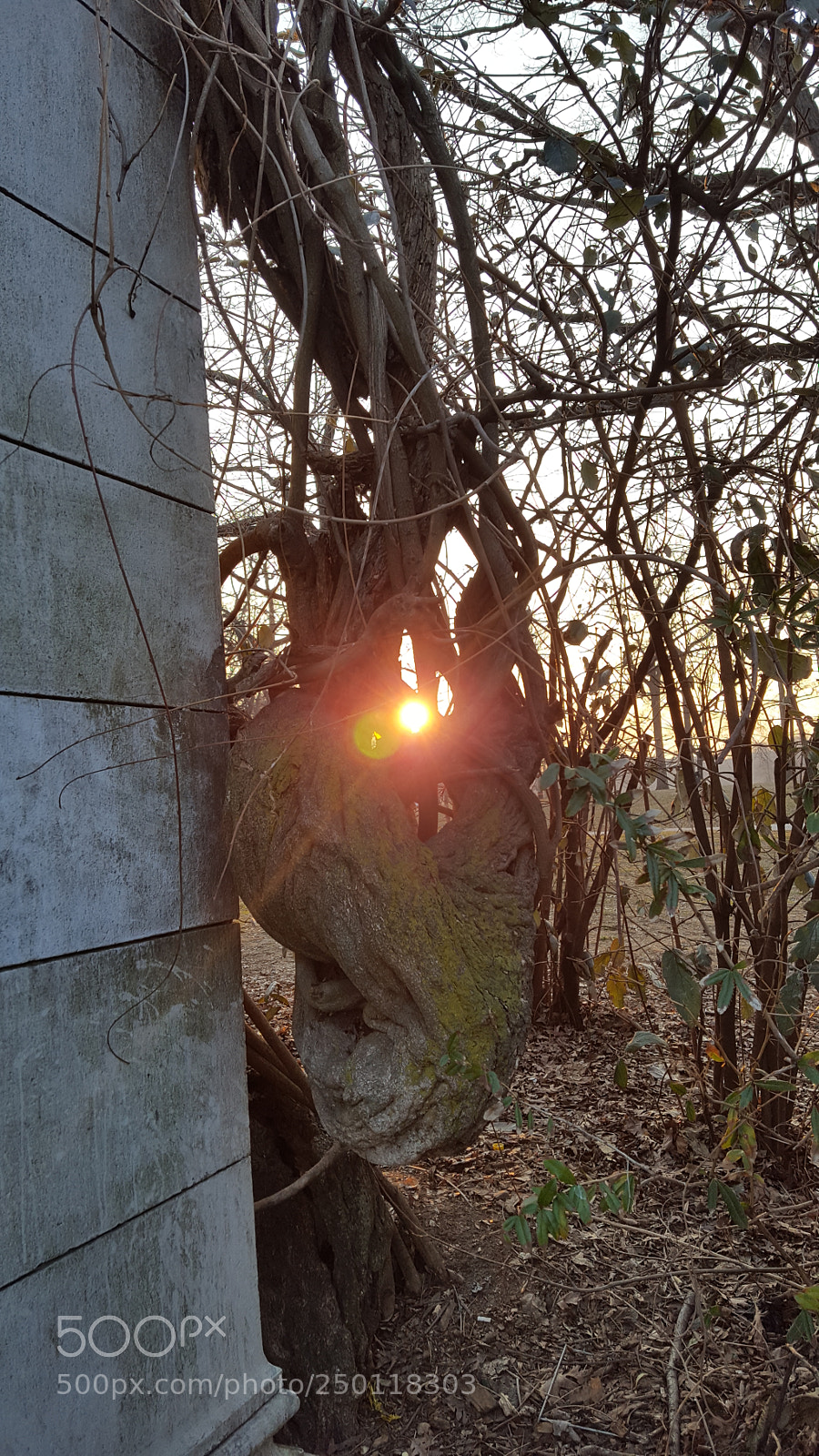 Samsung Galaxy S6 sample photo. Sun light thru the photography