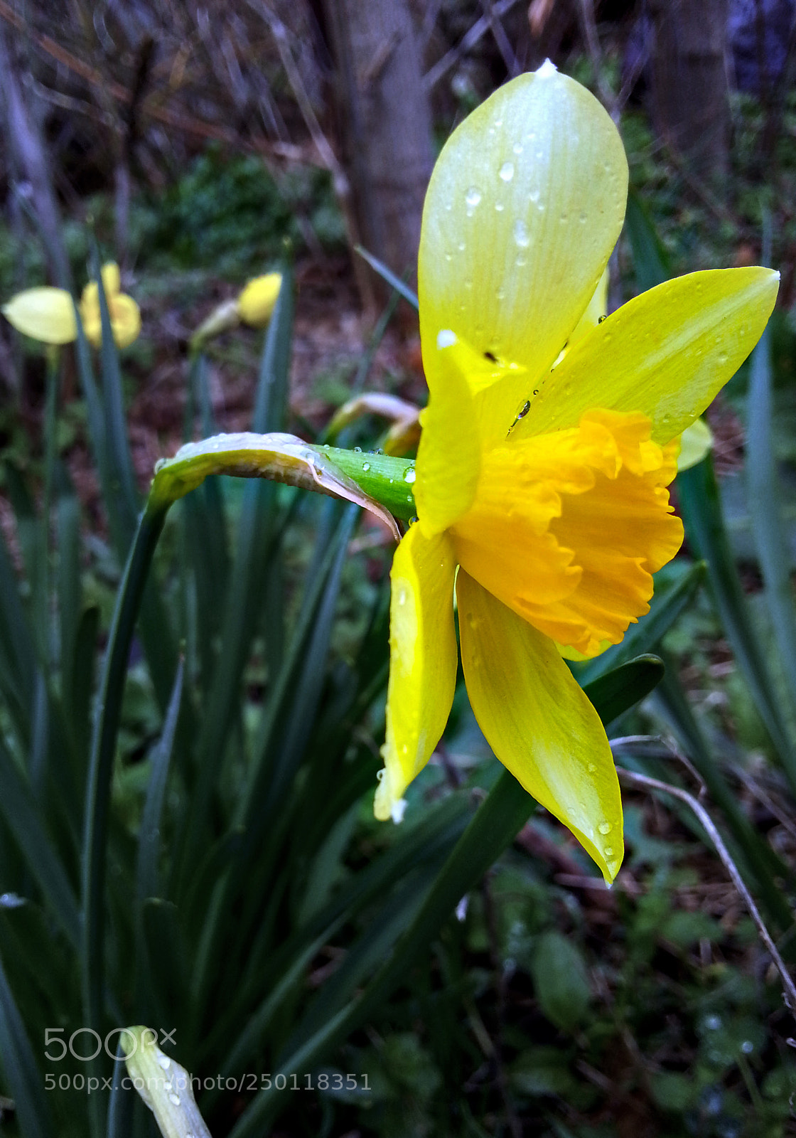 Samsung Galaxy Note2 sample photo. Flower photography