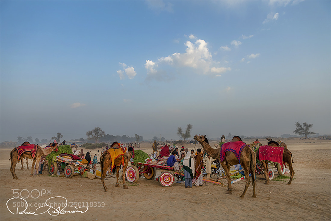 Nikon D850 sample photo. Channan pir festival photography