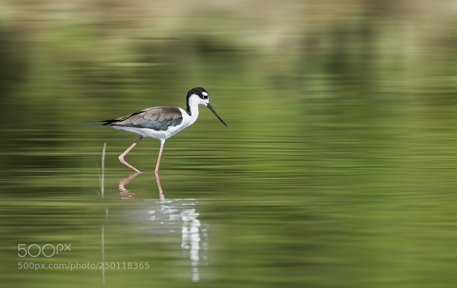 Sony a99 II sample photo. Black-necked stilt. photography