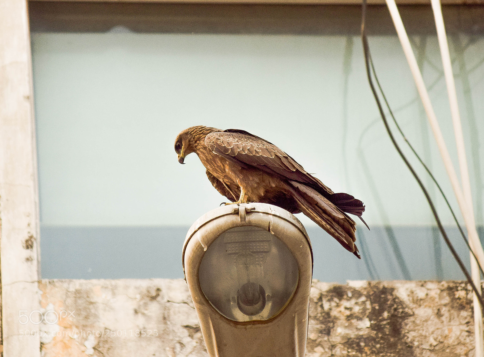 Nikon D3300 sample photo. Eagle eye photography