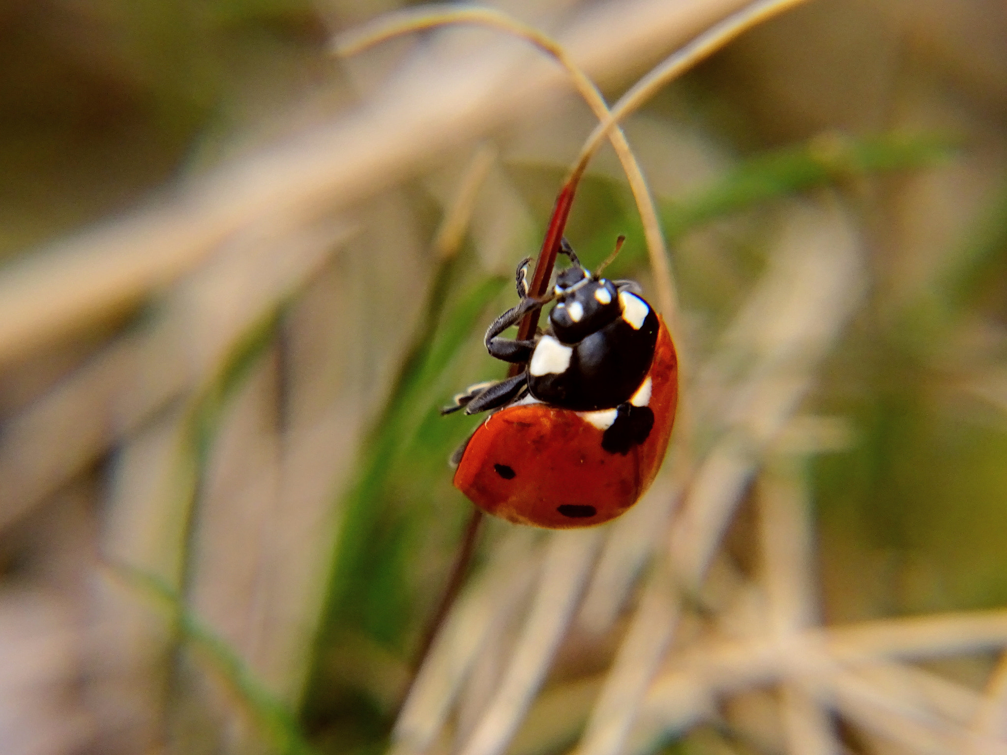 Sony Cyber-shot DSC-HX400V + Minolta AF 80-200mm F2.8 HS-APO G sample photo. 45_2018.jpg photography