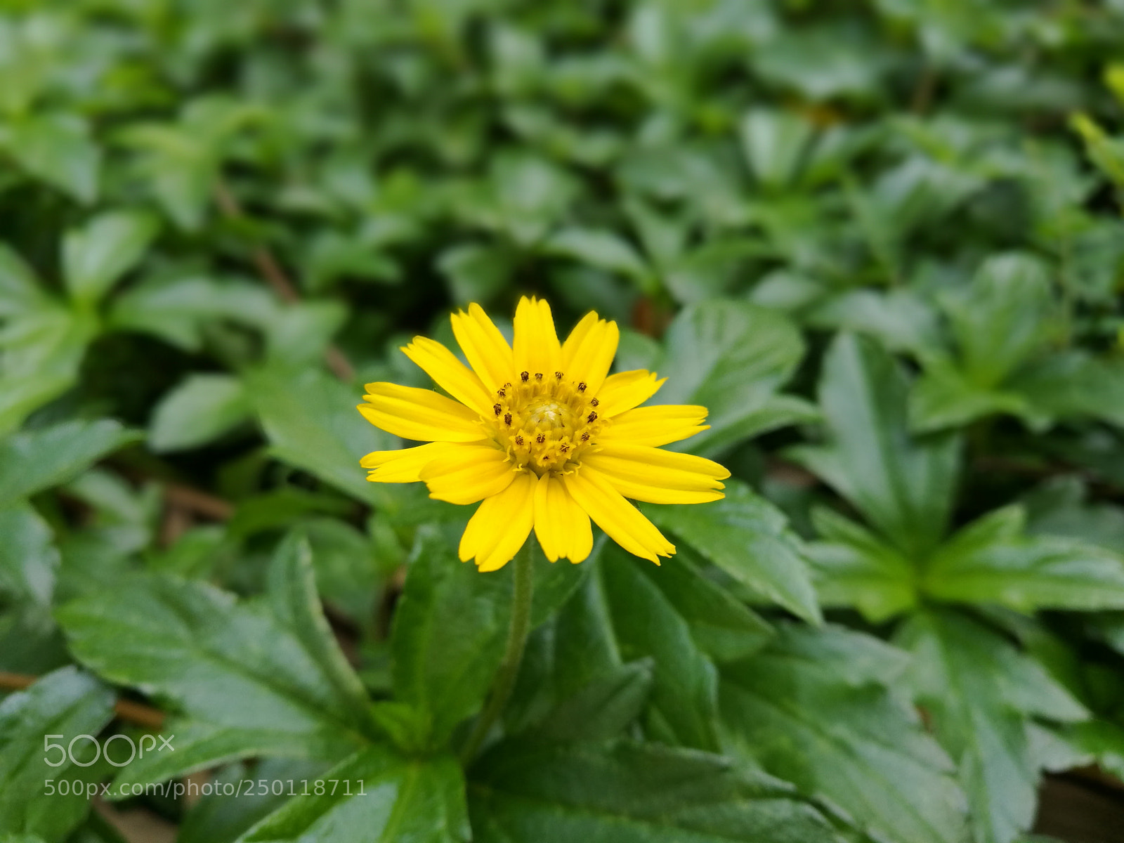 HUAWEI P9 Plus sample photo. Untitled photography
