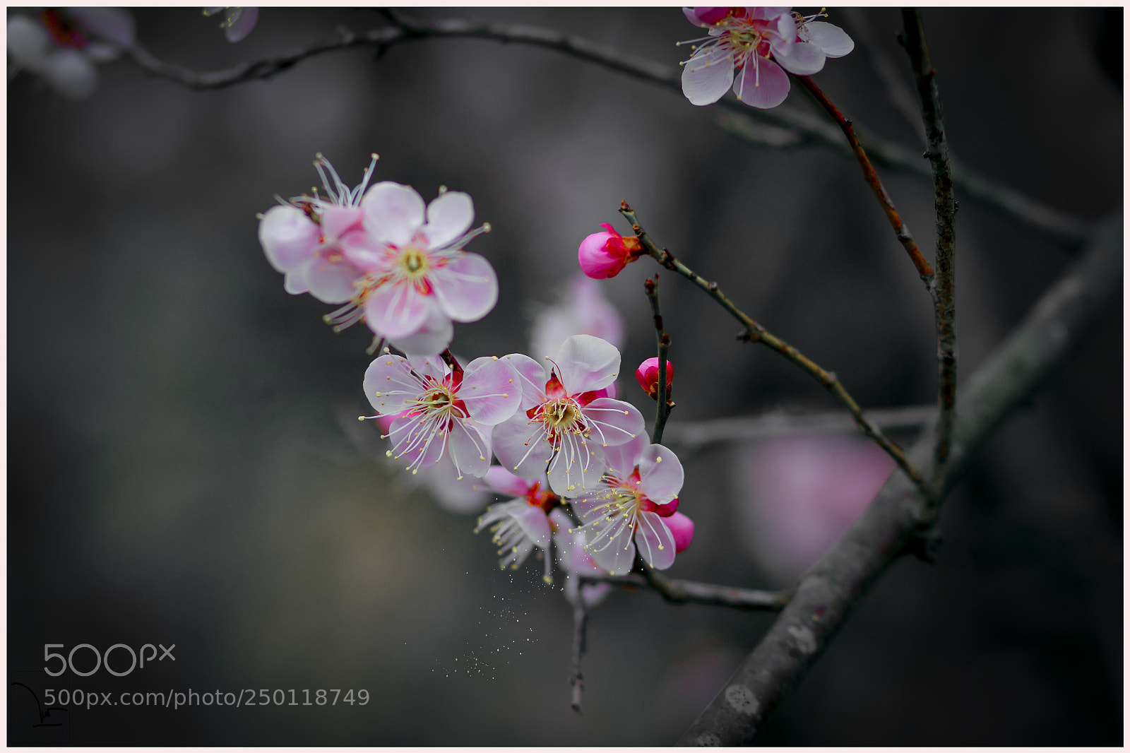 Canon EOS 7D sample photo. Sakura of ha noi photography