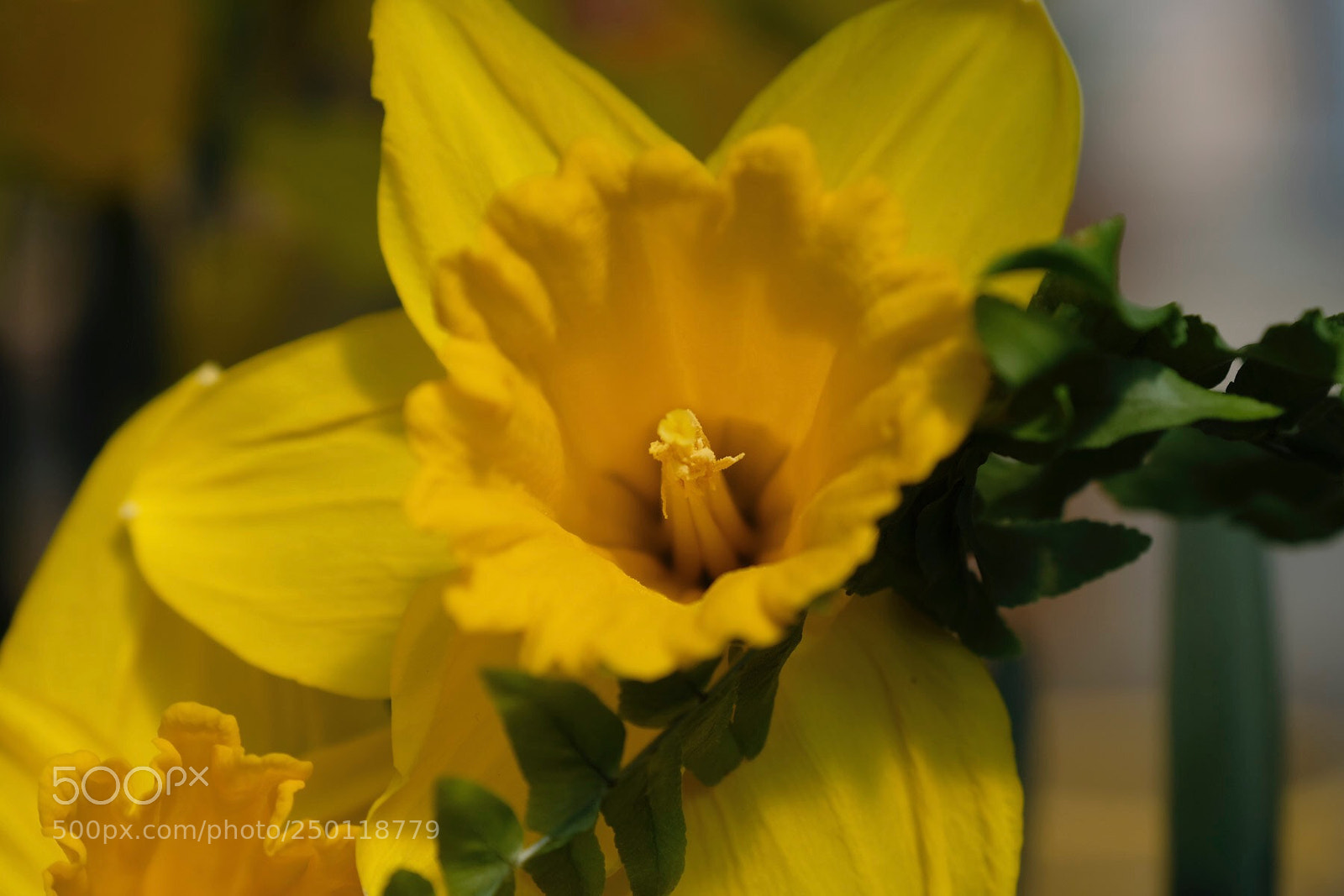 Fujifilm X-T2 sample photo. Dufaddils photography
