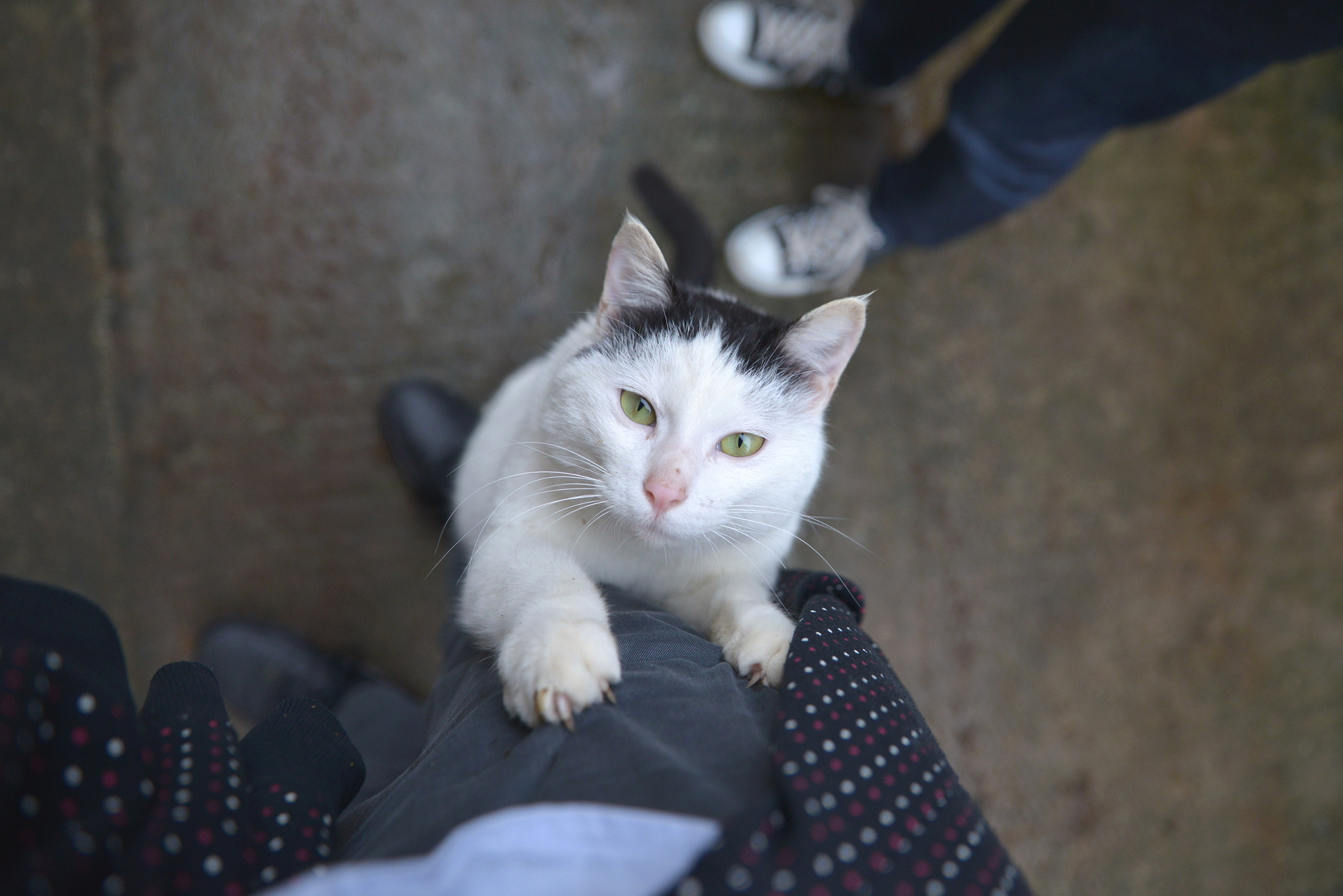 Tamron SP 24-70mm F2.8 Di VC USD sample photo. Climbing cat photography