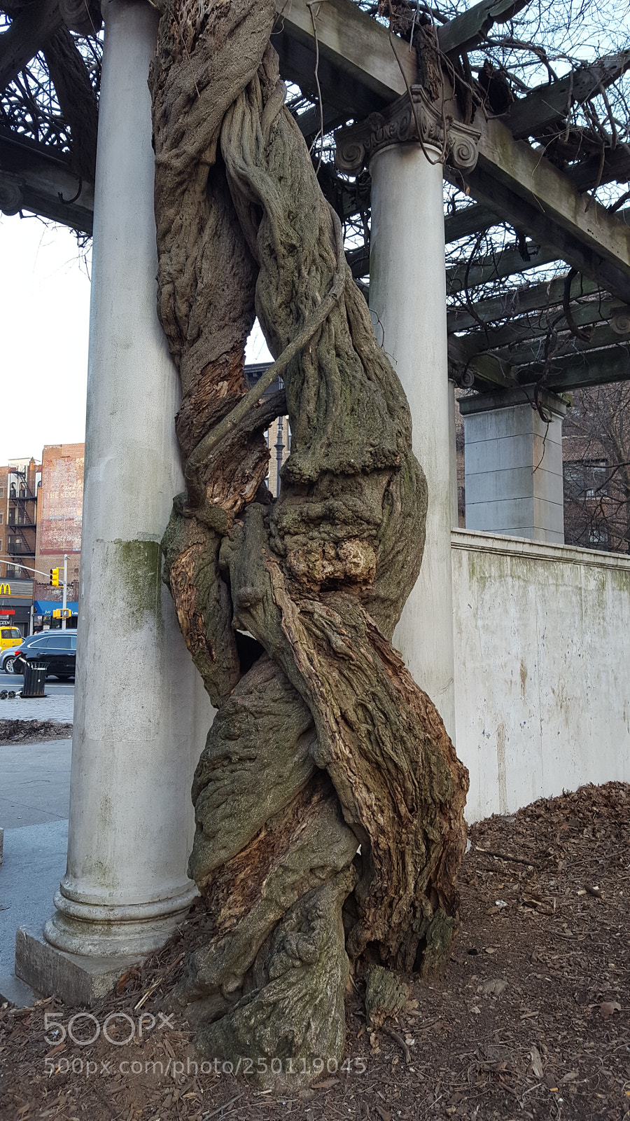 Samsung Galaxy S6 sample photo. Vine tree. photography