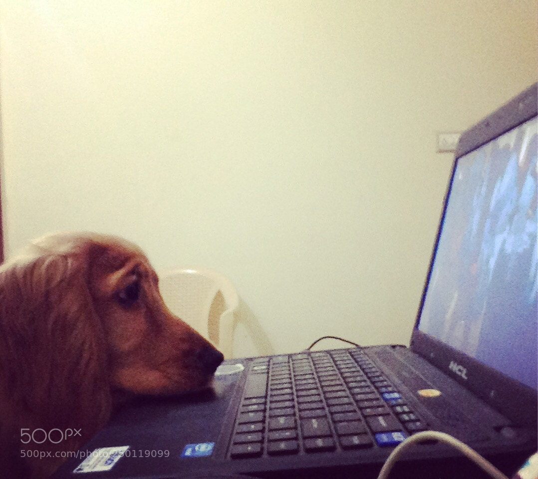 Apple iPhone 5 sample photo. Daisy watching youtube ? photography