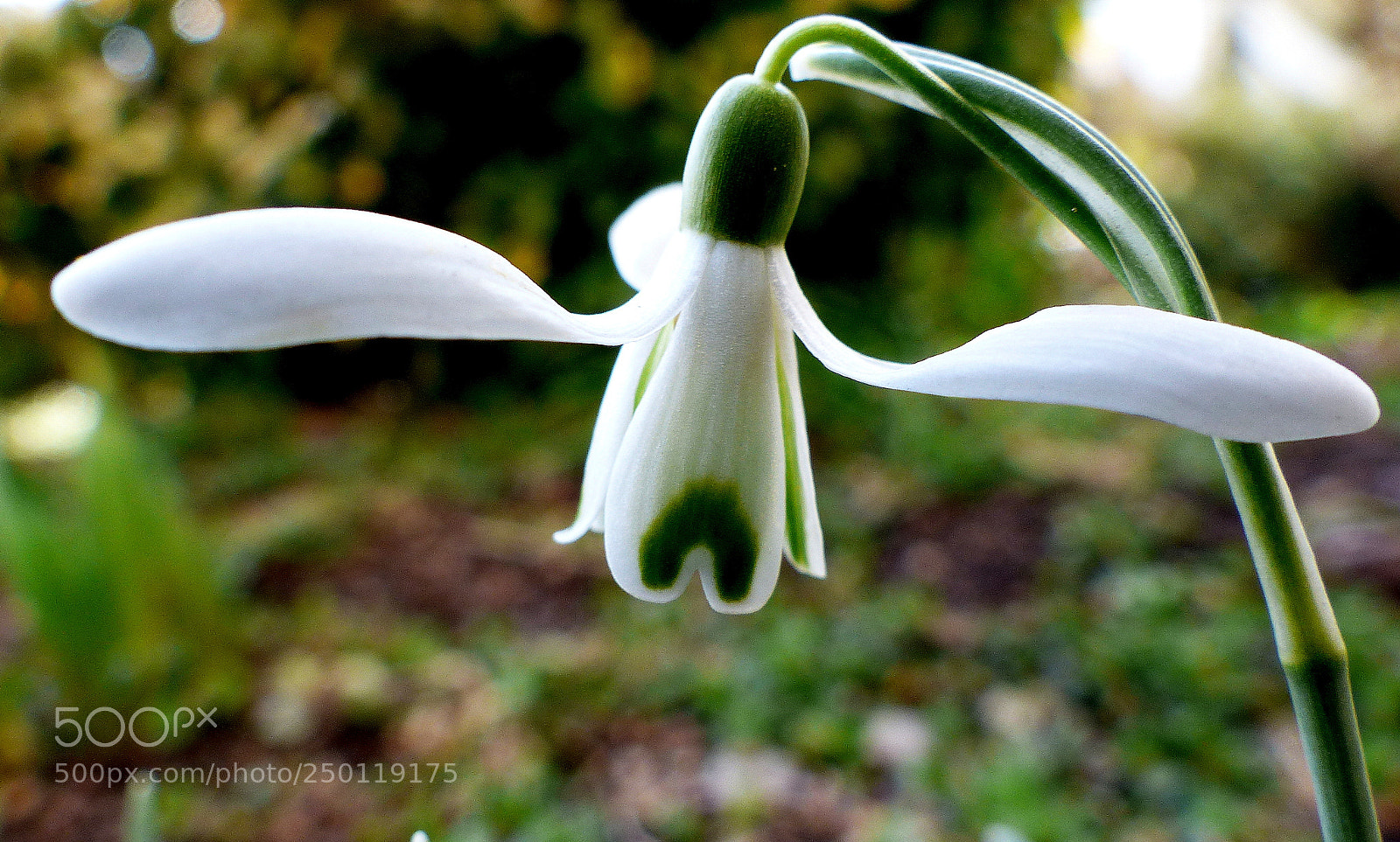 Panasonic Lumix DMC-FZ200 sample photo. Snowdrop photography