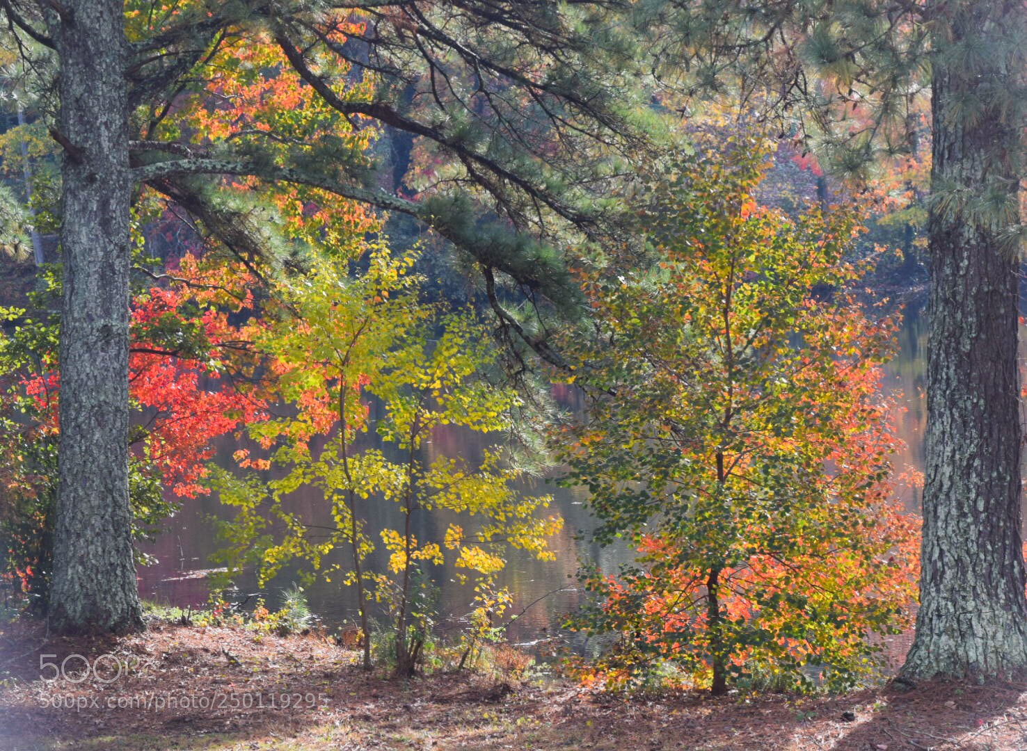 Nikon D3300 sample photo. Fall color photography