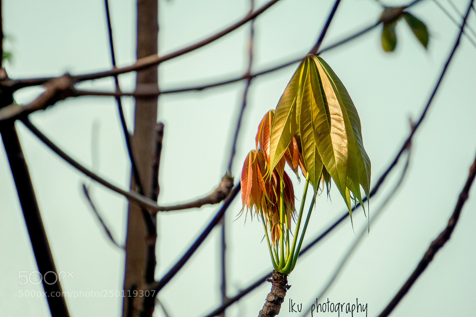 Sony a6000 sample photo. Leaves photography