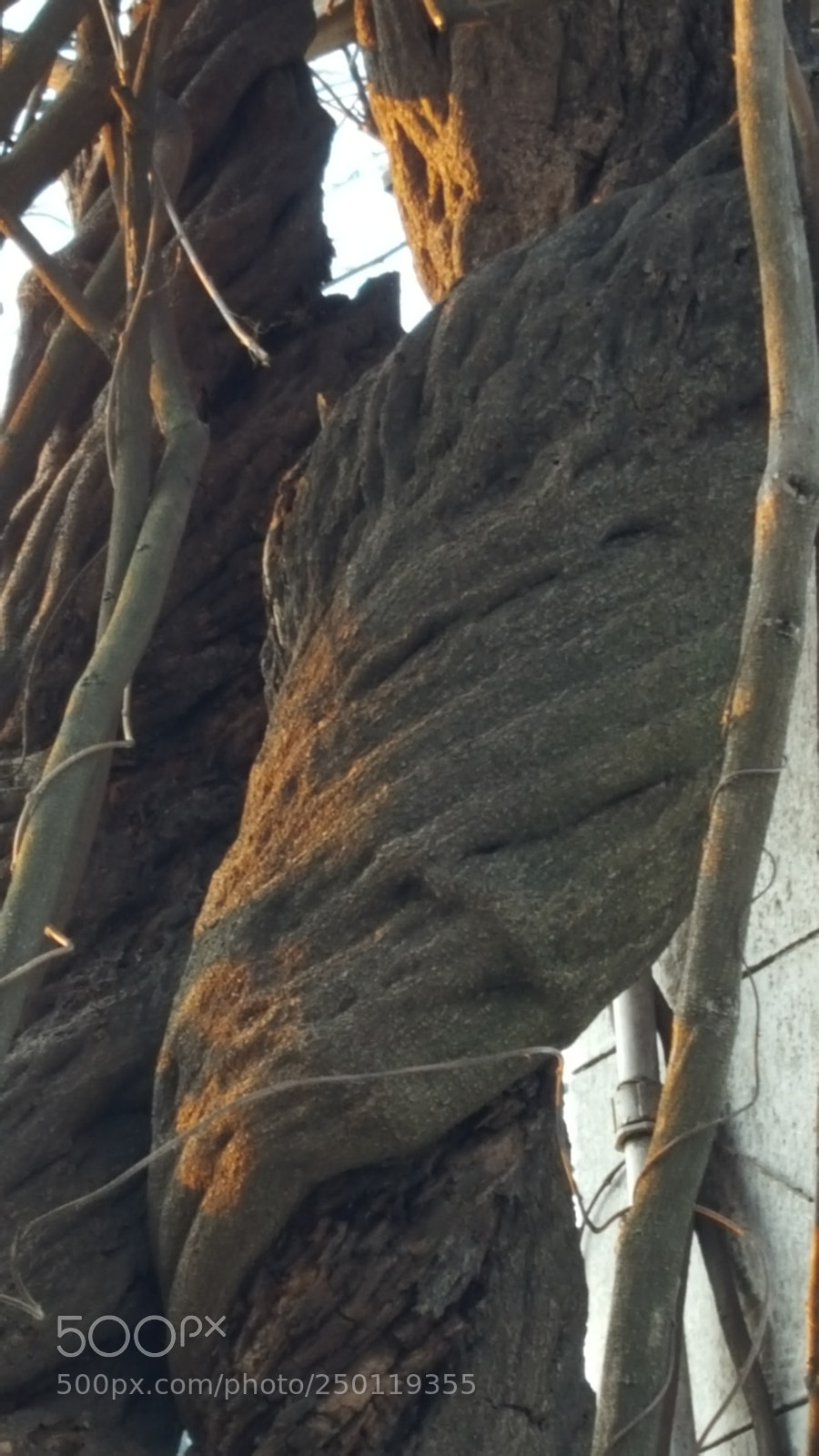 Samsung Galaxy S6 sample photo. Vine sturdy tree in photography