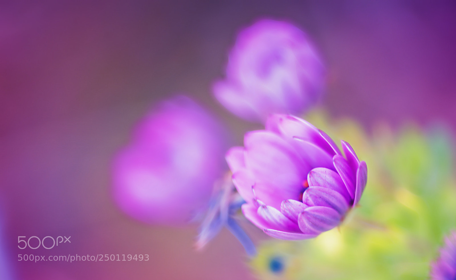 Nikon D850 sample photo. Really pink photography