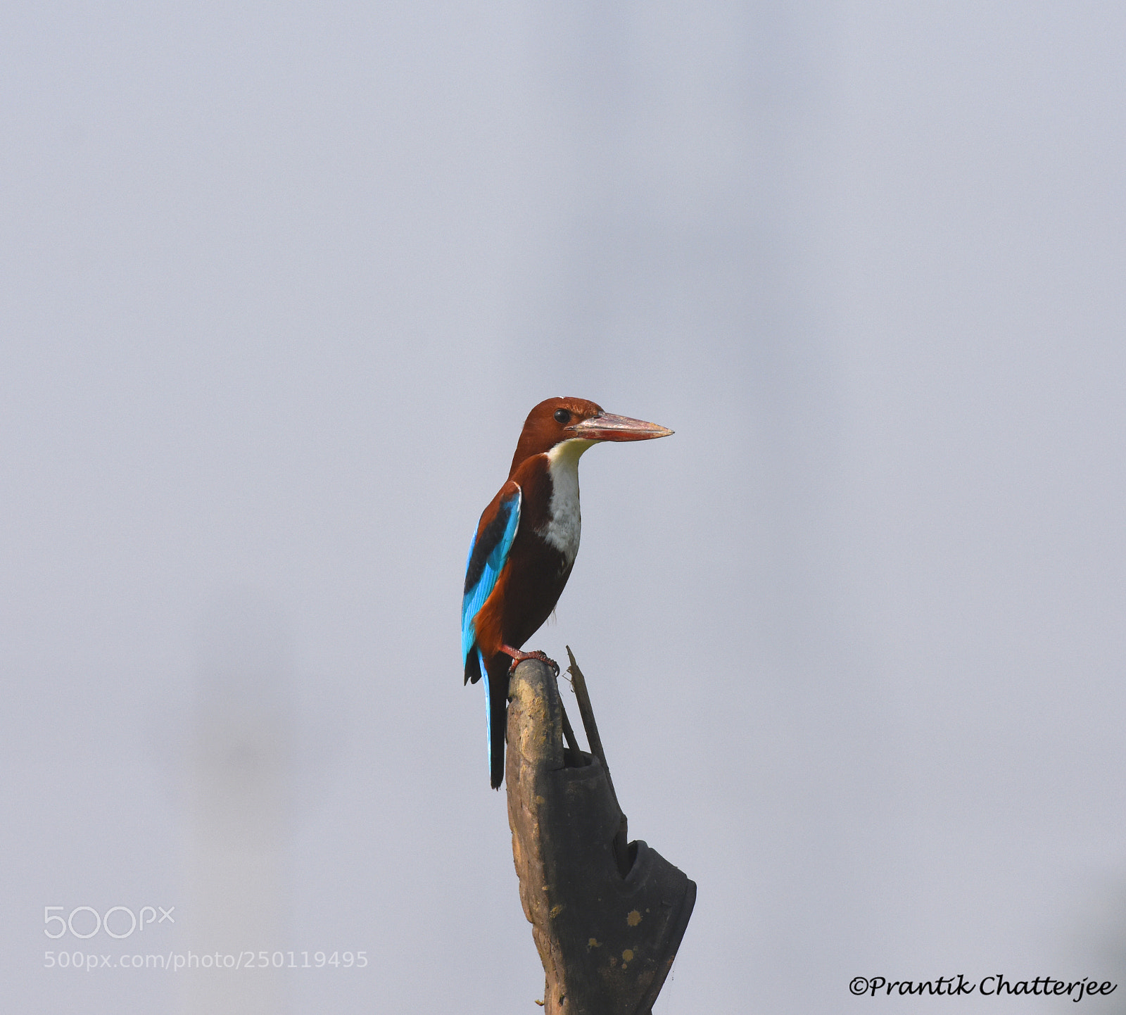 Nikon D7200 sample photo. White throated-kingfisher photography